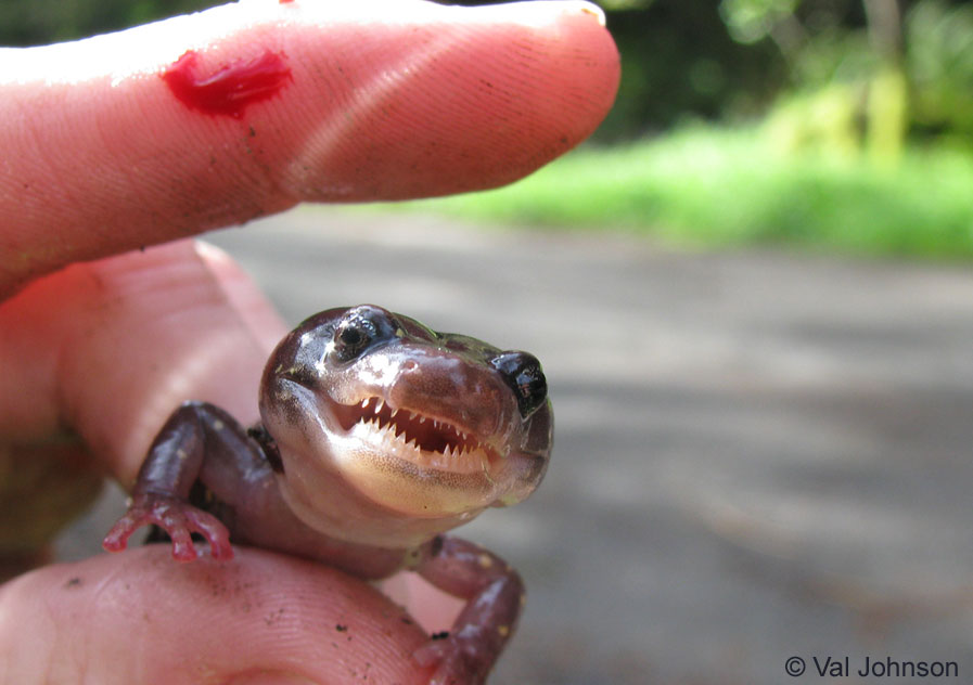 Arboreal salamanders have teeth! r/oddlyterrifying