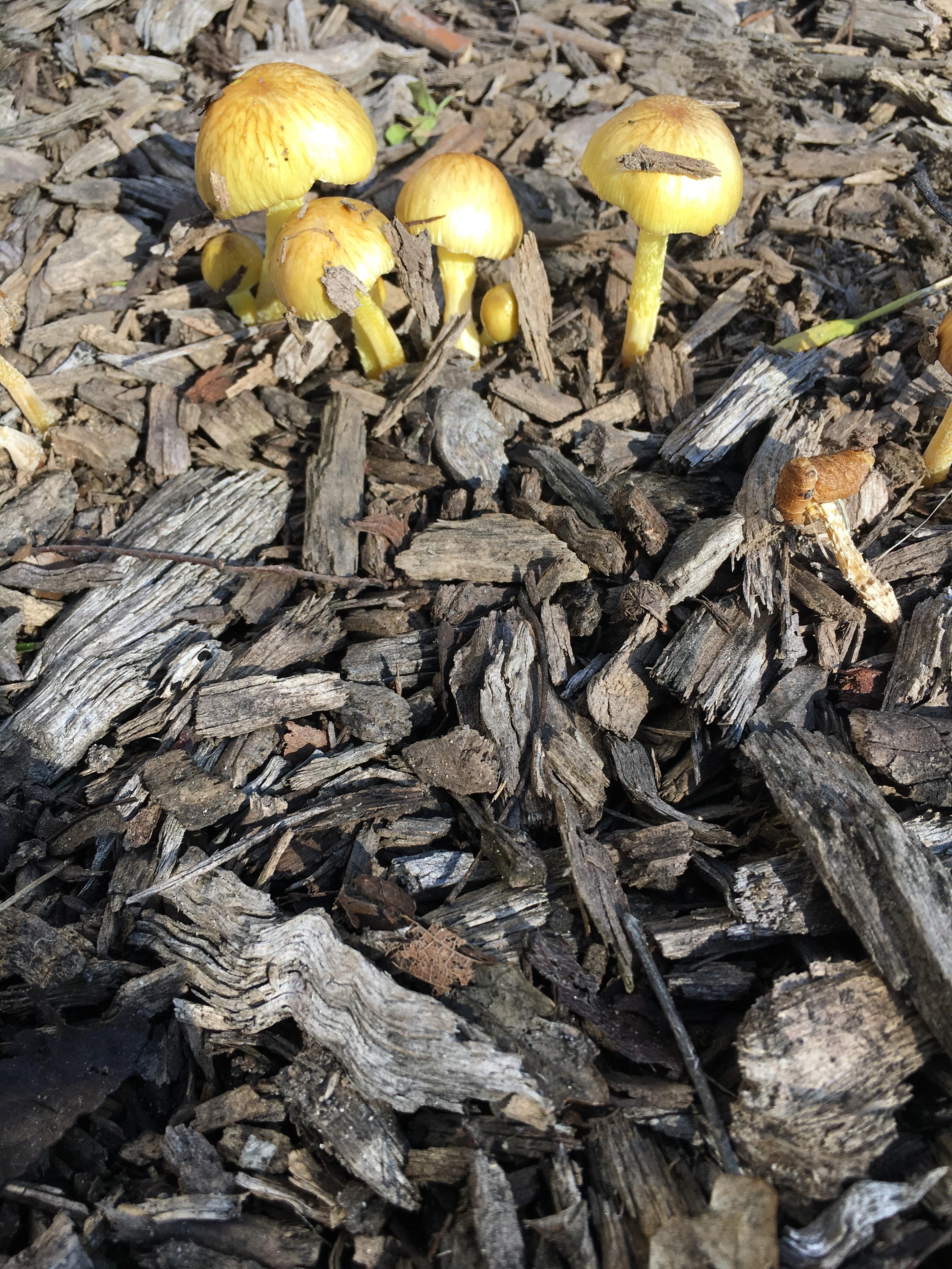 Some mushrooms I found near my house in central California. Can I
