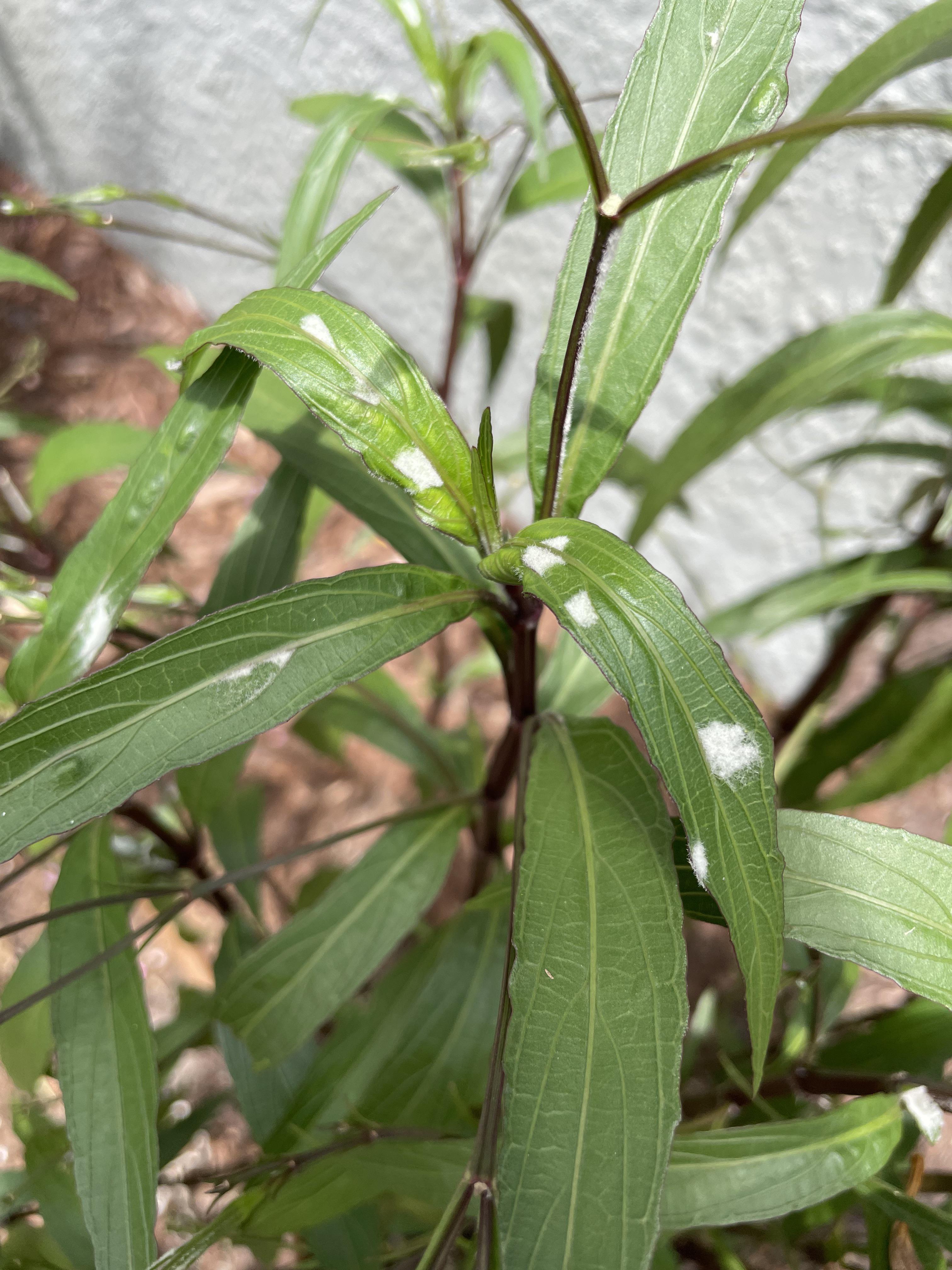 My plants are getting this fungus? Any ideas?? : r/fungus
