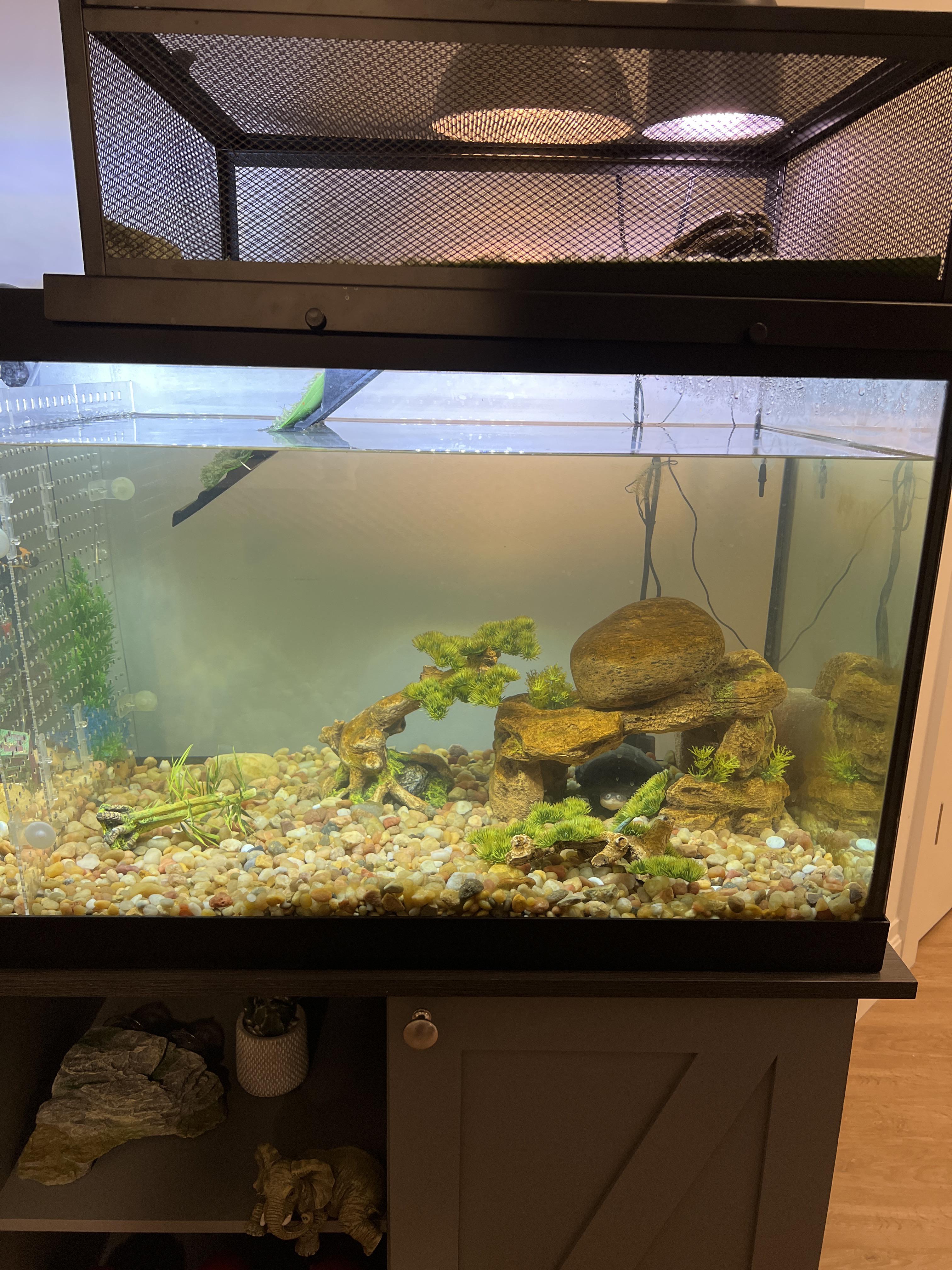 Turtle hides from LED tank lights. As well as light coming from heat