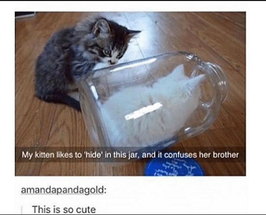 cat in a jar cat in a jar cat in a ja r/tumblr