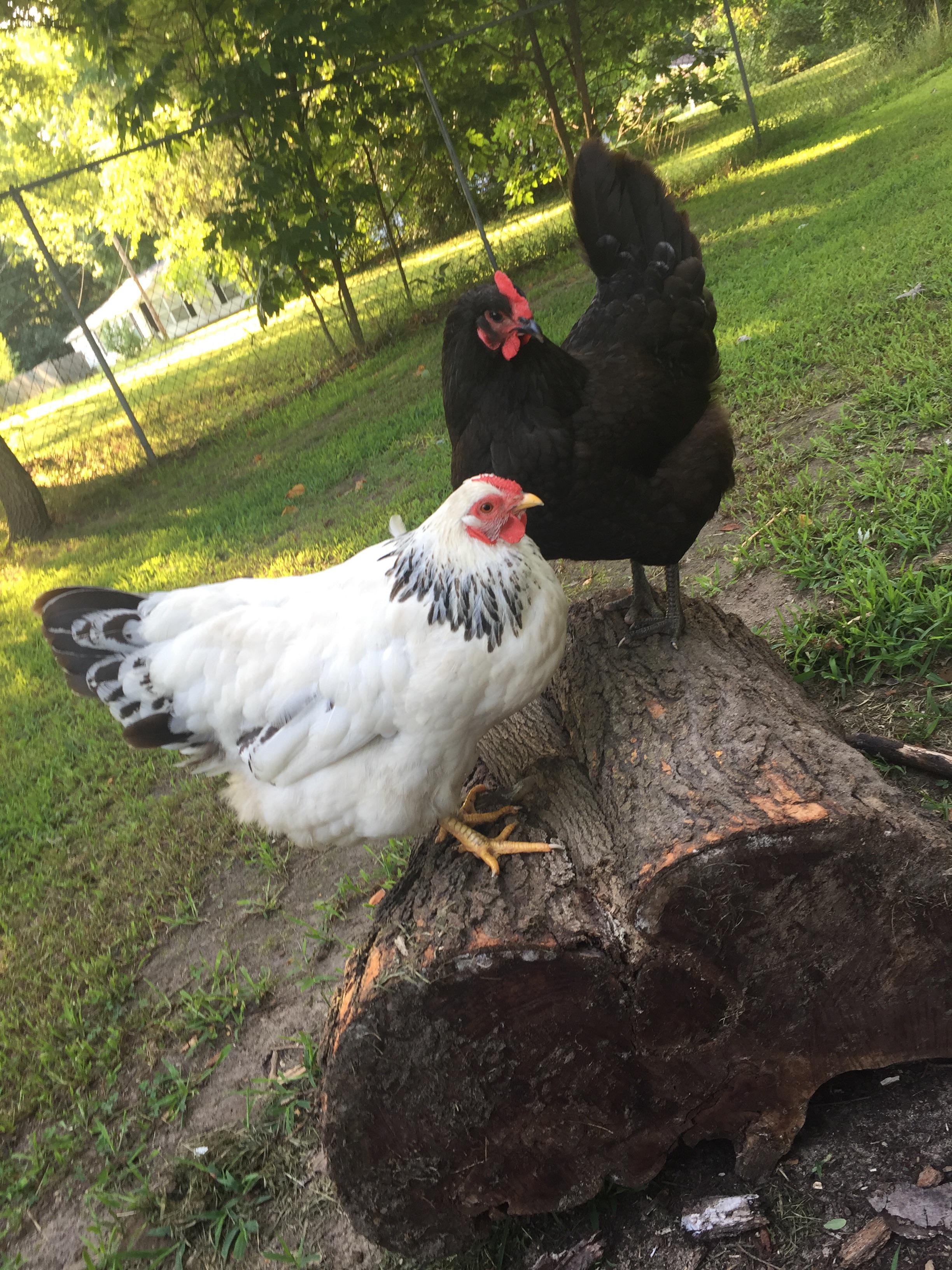 Council of Chickens r/chickens