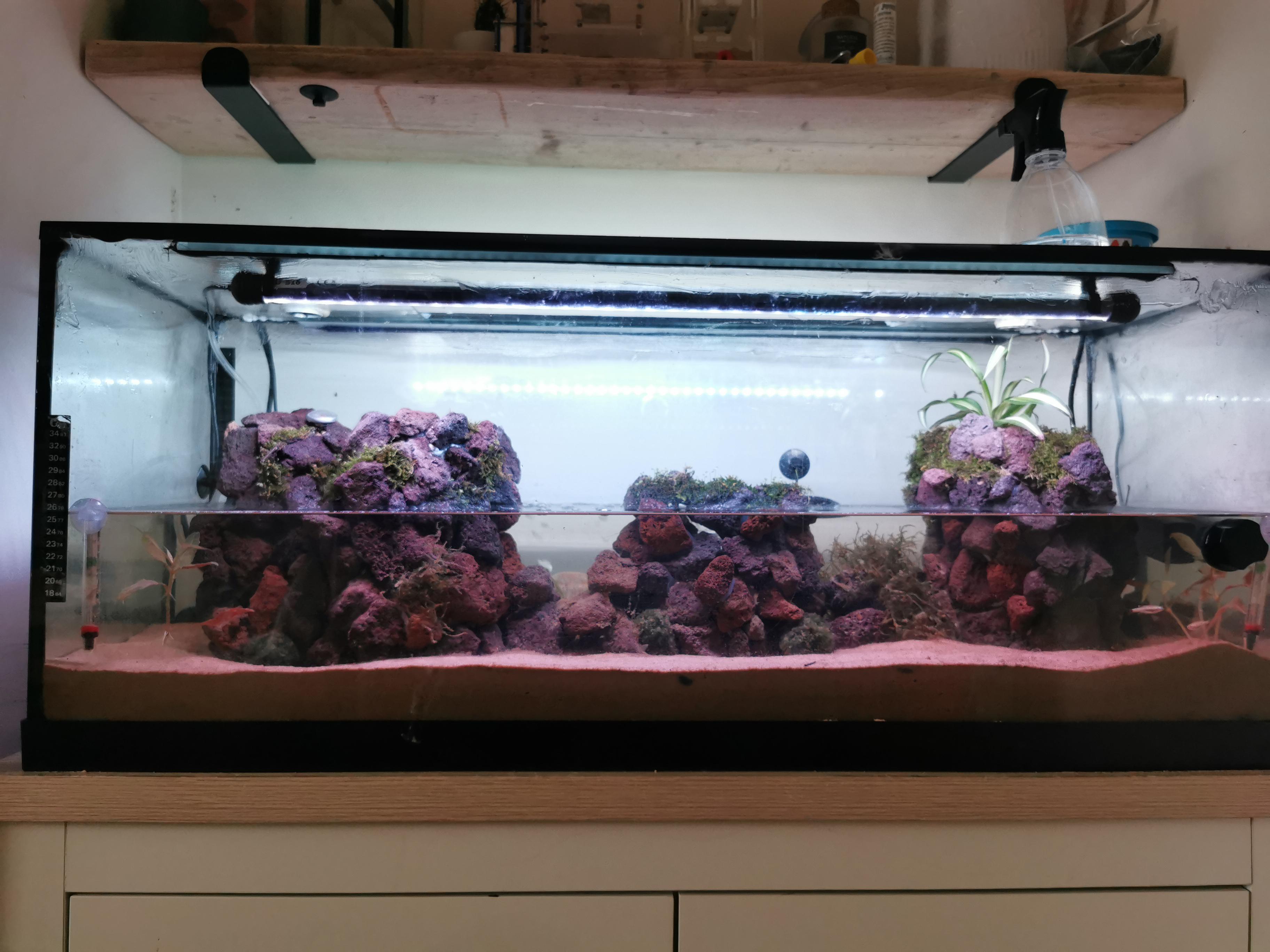 Ants doing well, waiting on bonsai tree for middle, then start building