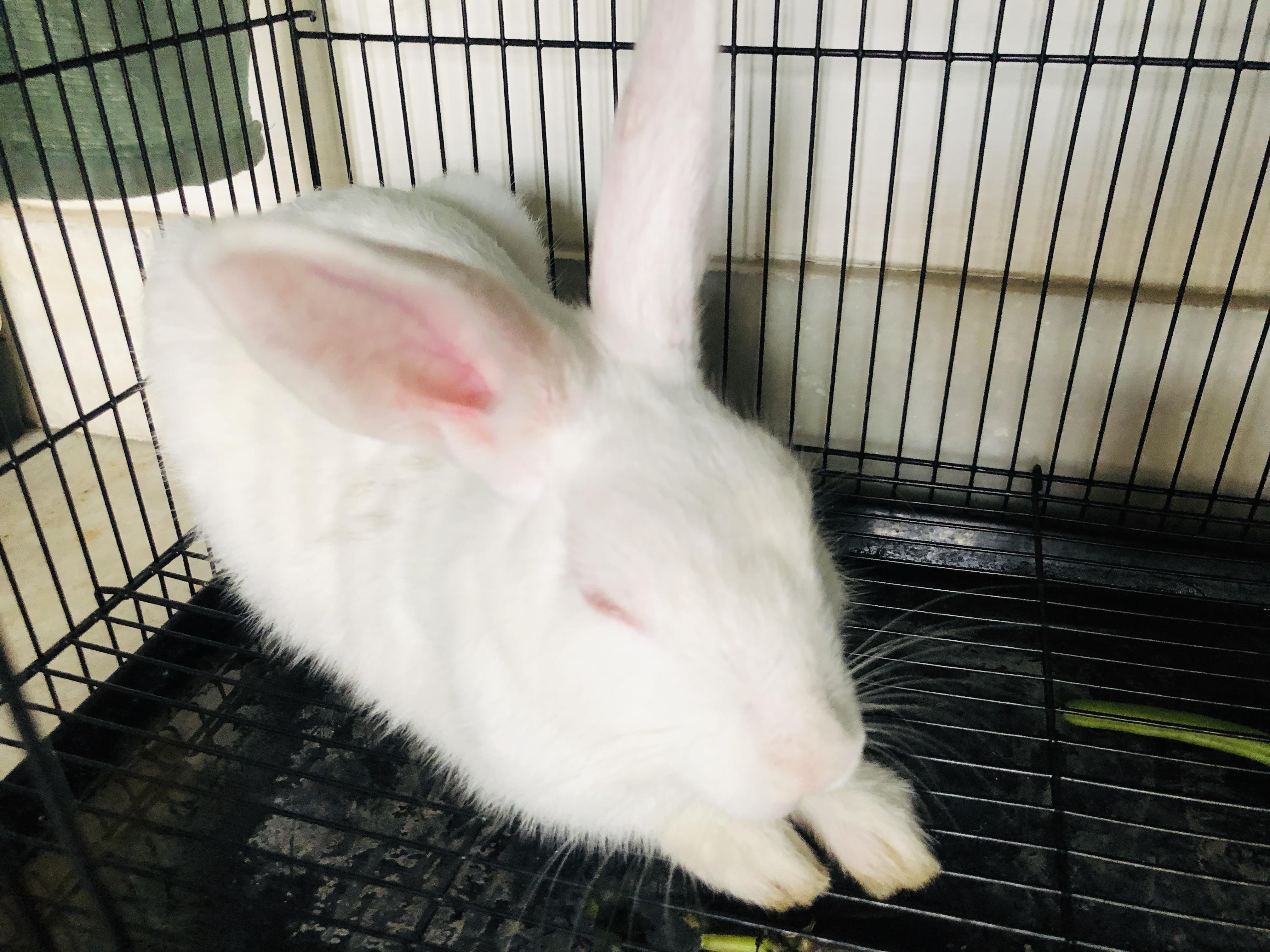 Night Night!! r/Bunnies