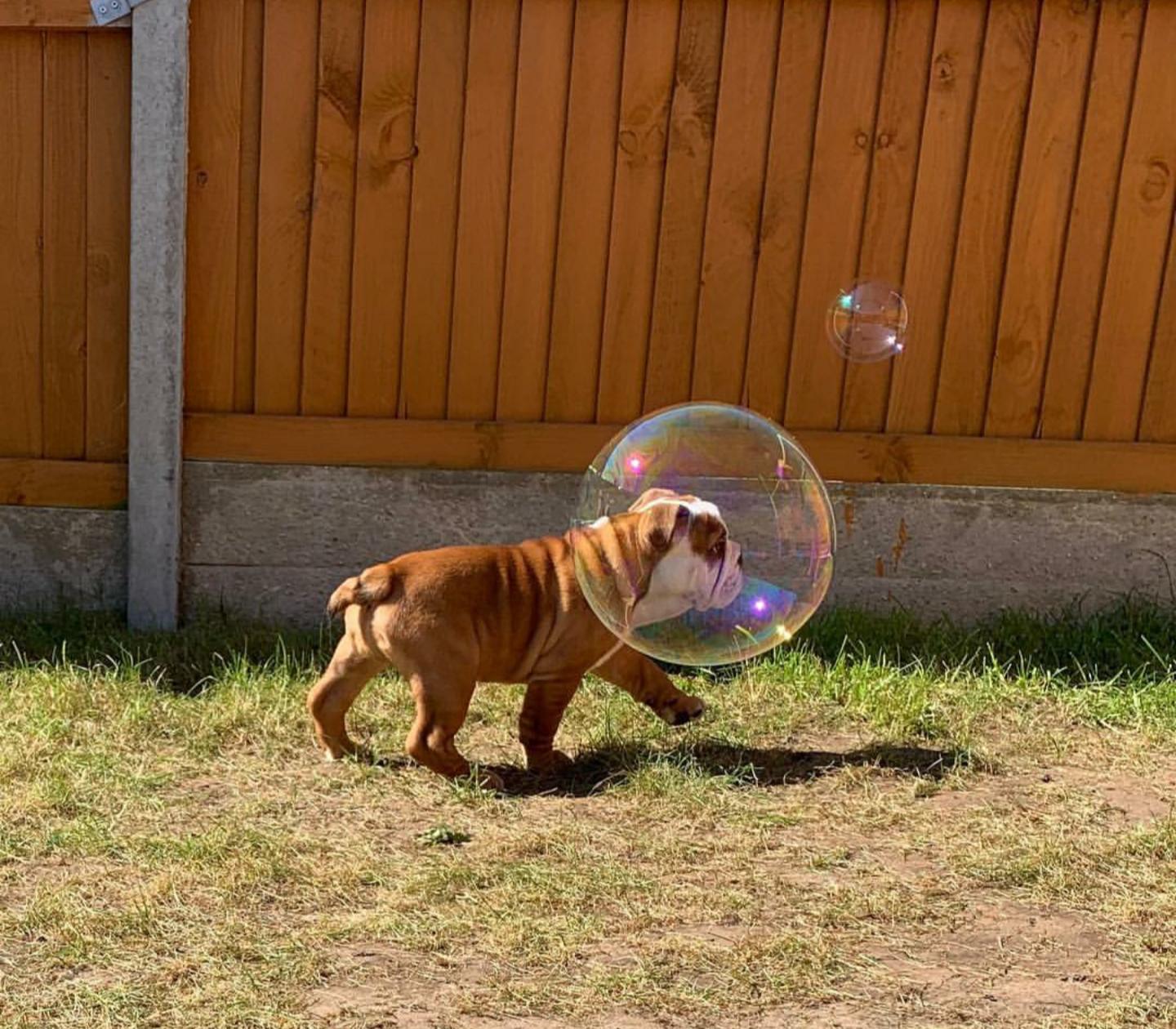 PsBattle Bubble Dog