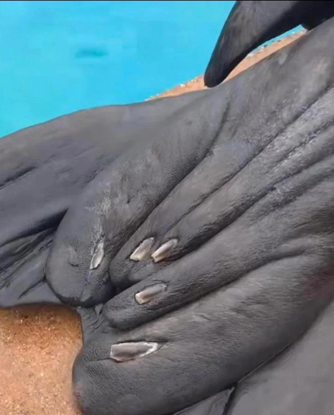 Seal flippers have nails r/Damnthatsinteresting