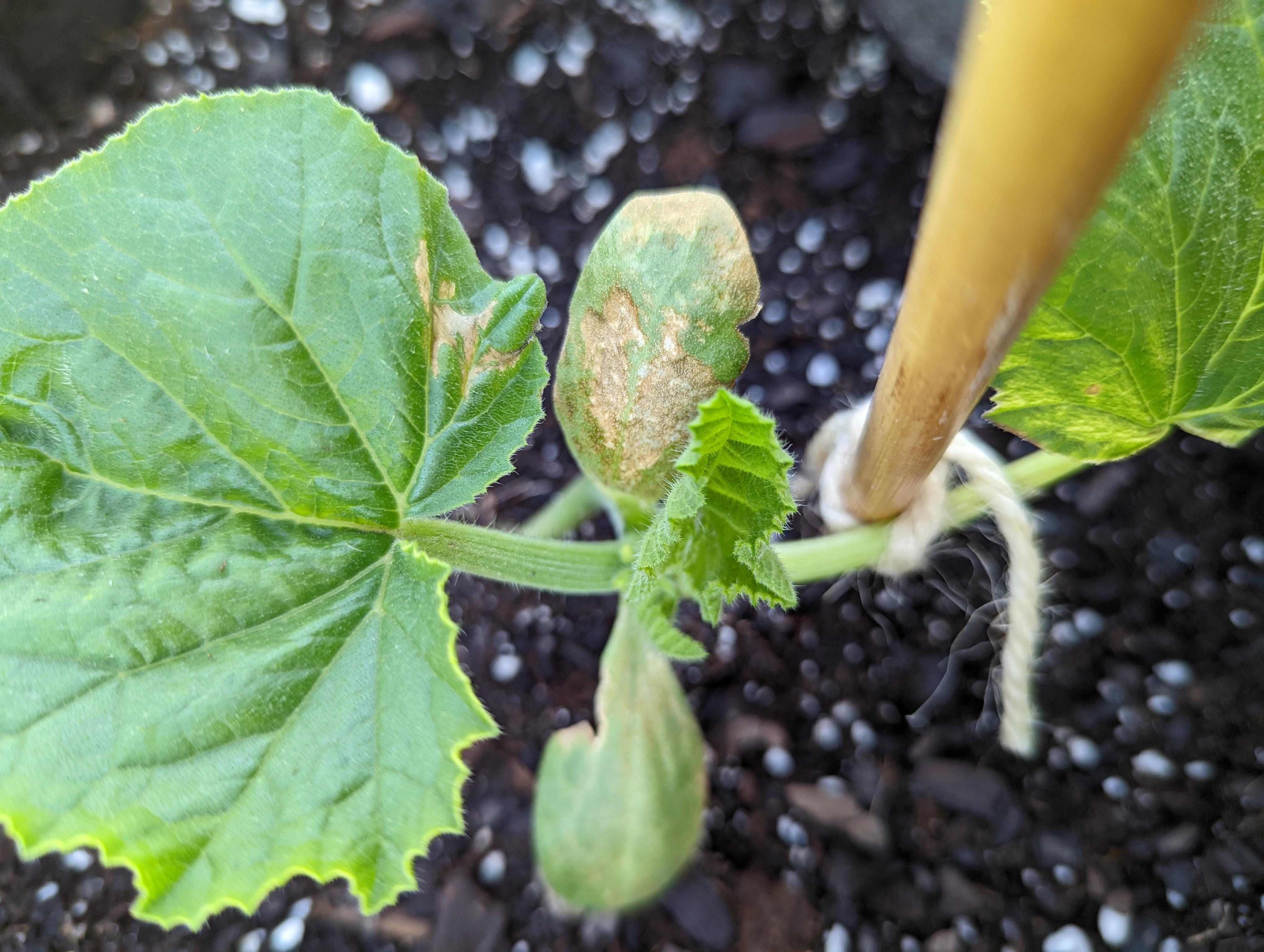 Newb here. What's wrong with my yellow squash plant? I thought I was