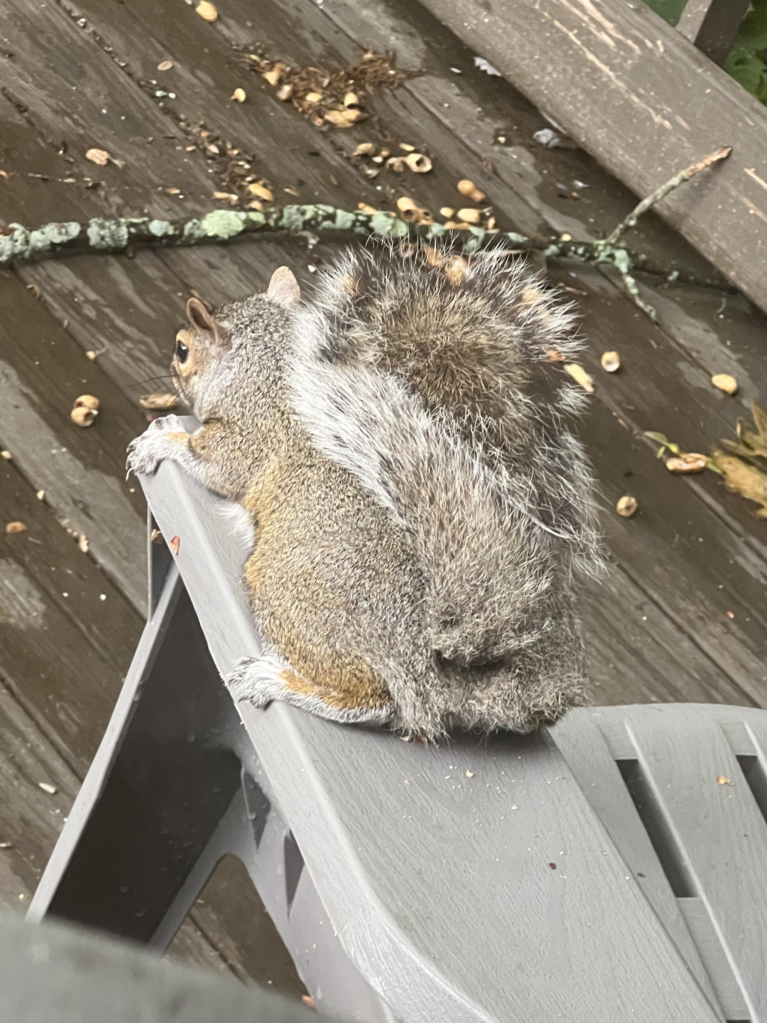 Why does this squirrel like to lay on my lawn chair so much? r/squirrels