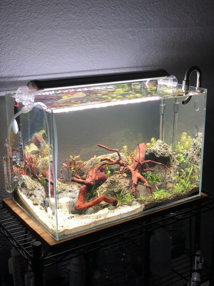 2 weeks young Aquariums