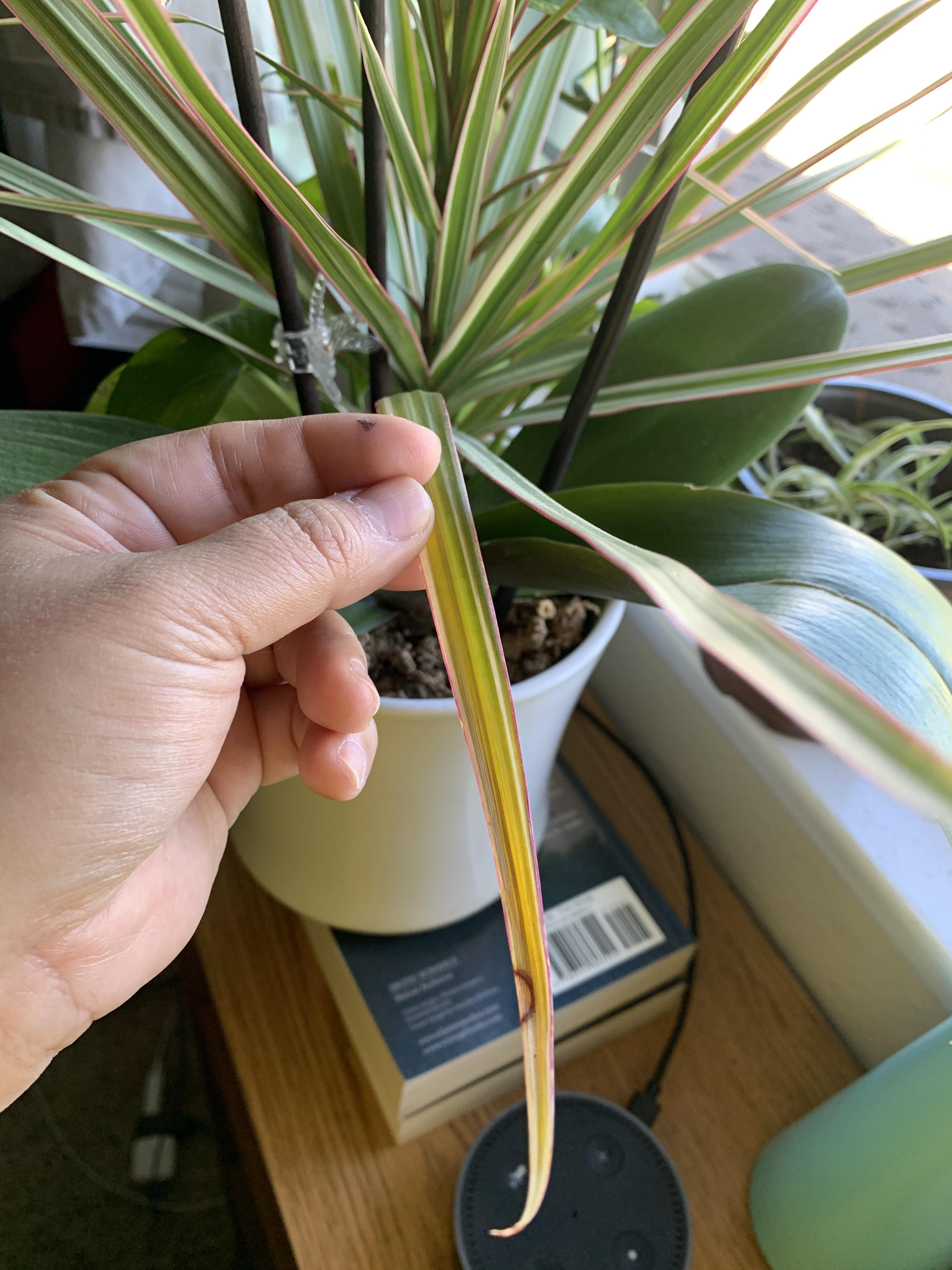 Why’s the leaf of my draceana (marginata kiwi, I think) turning yellow