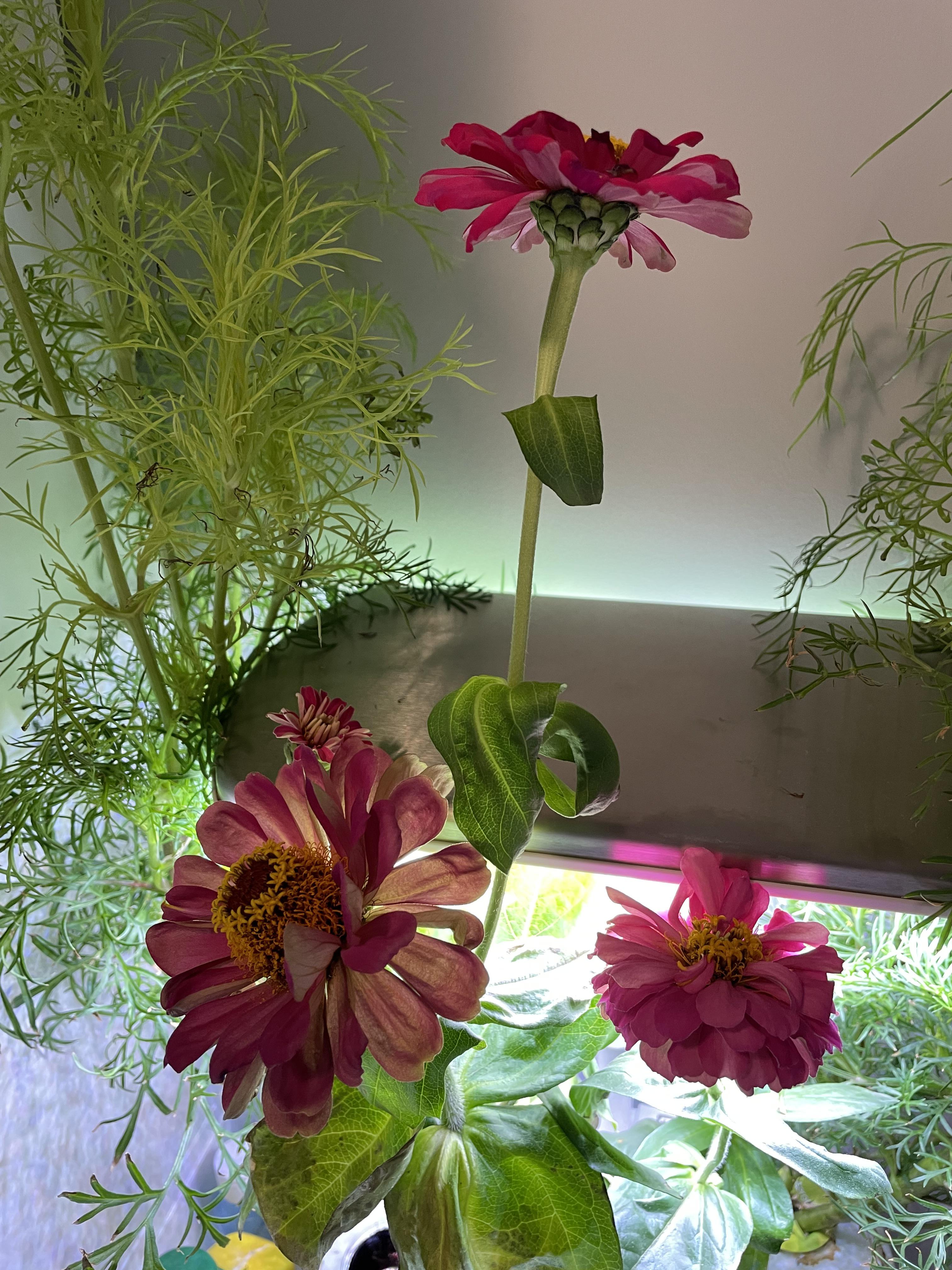 Zinnias are really starting to bloom r/aerogarden