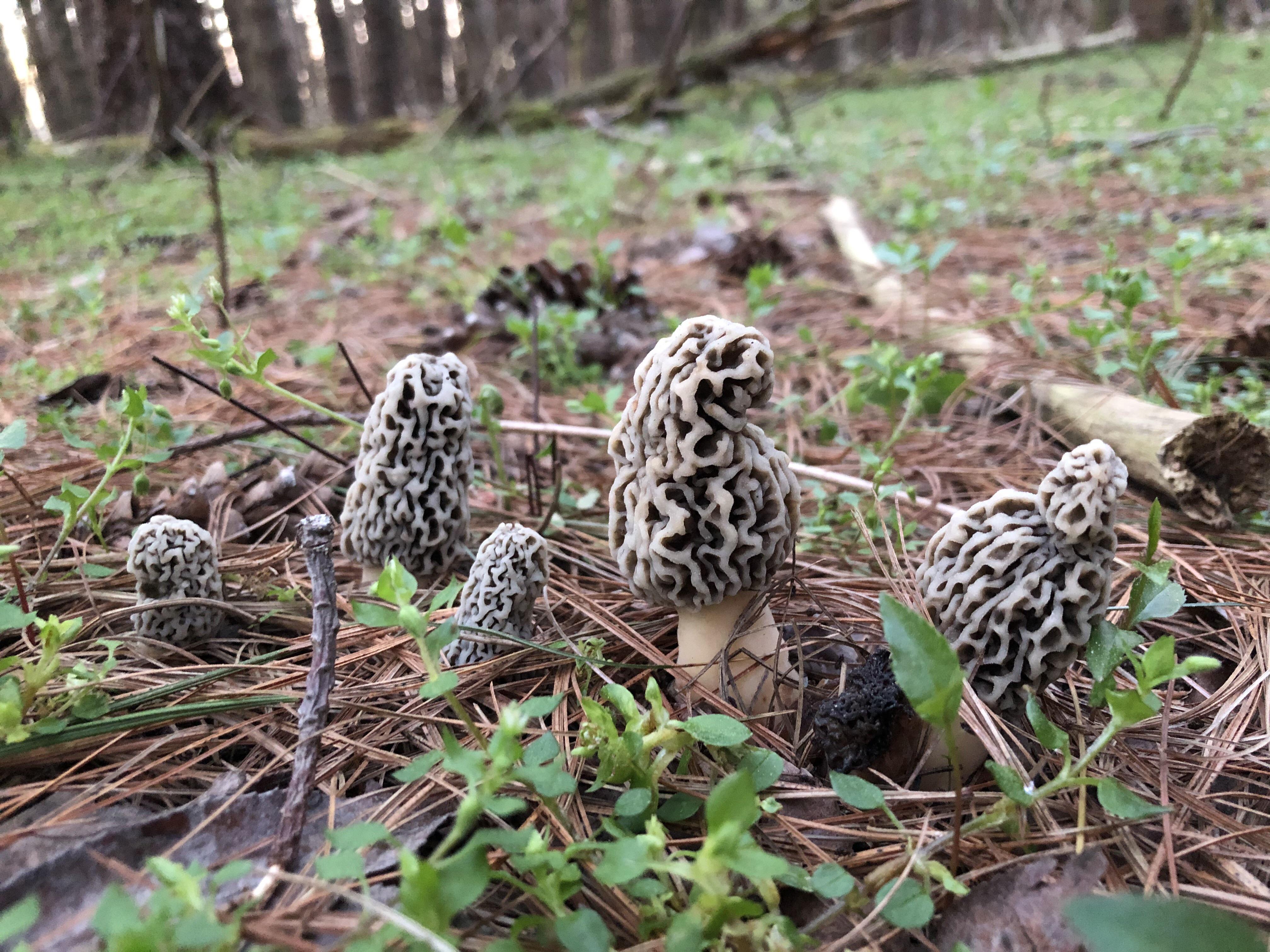 Morel season has begun! Keep an eye out in the woods and parks for