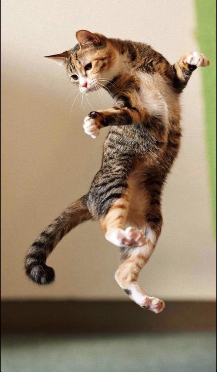 PsBattle Jumping cat.