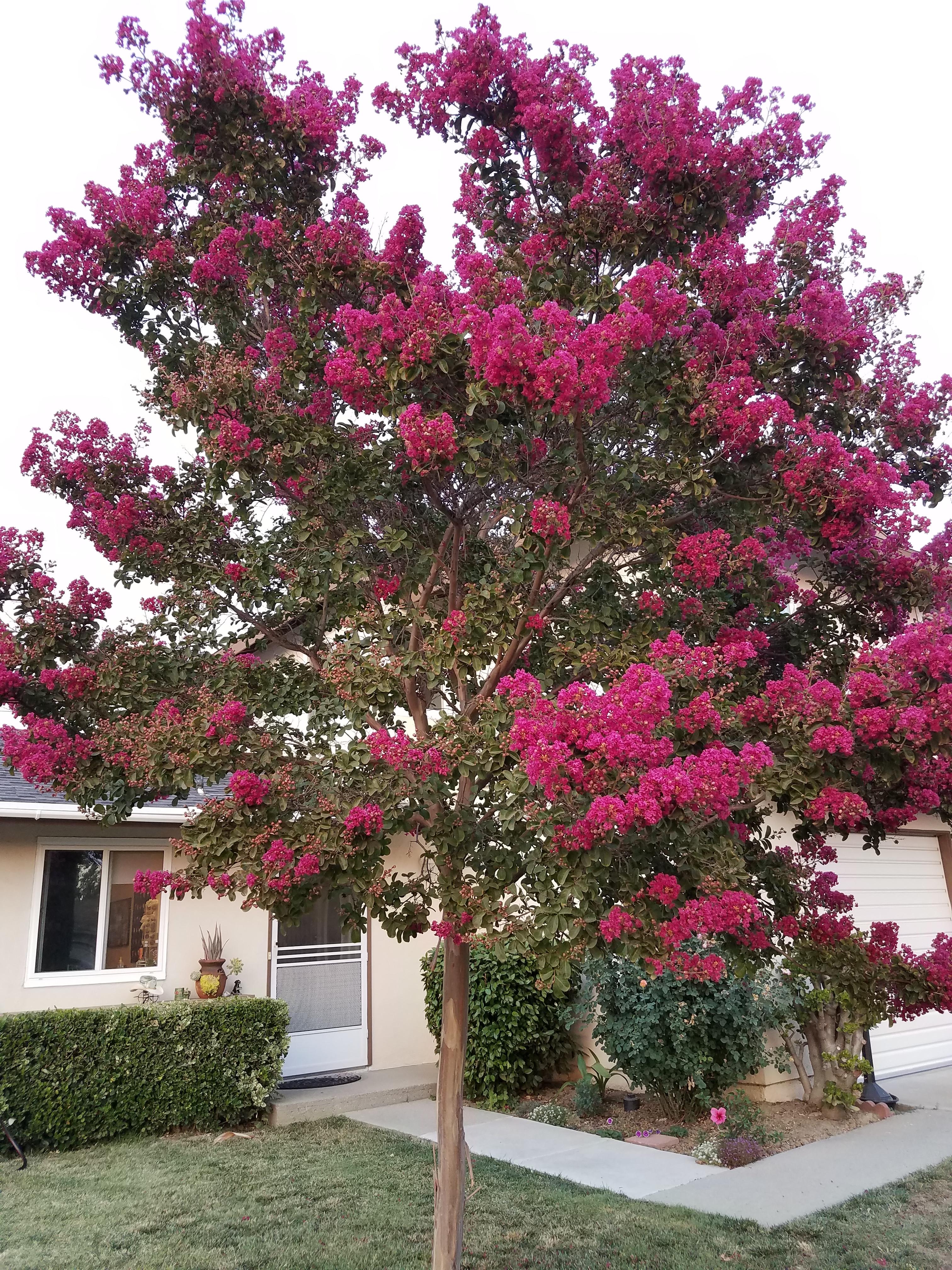 Unidentified Tree in Southern California, currently flowering. r