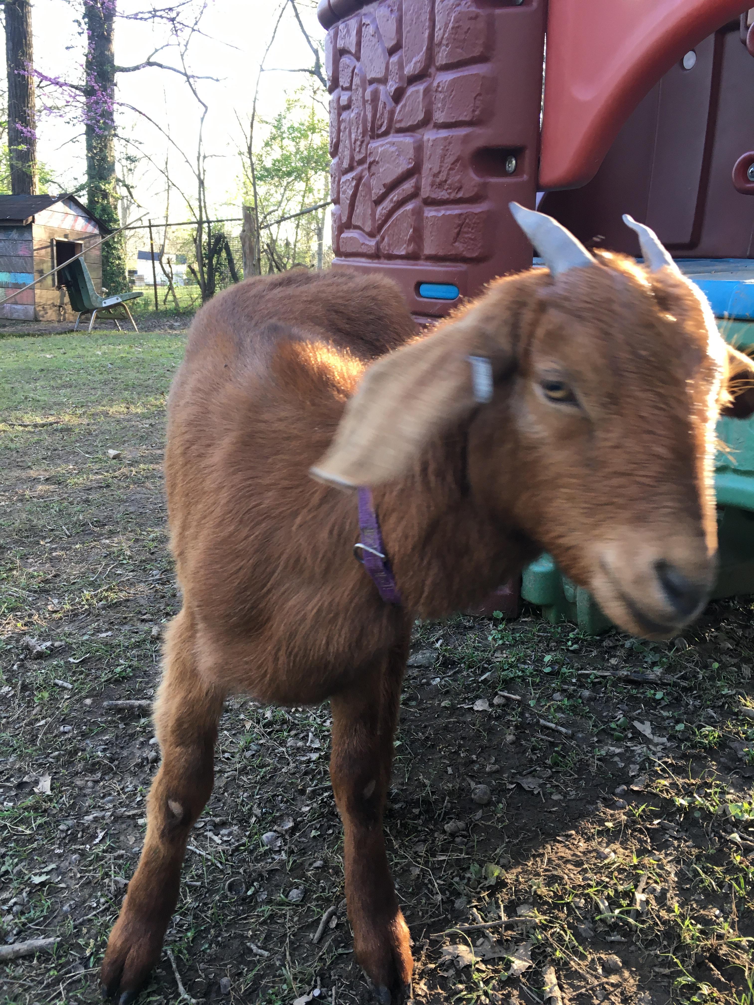 my weird cat named corn flour r/CatsCalledFood