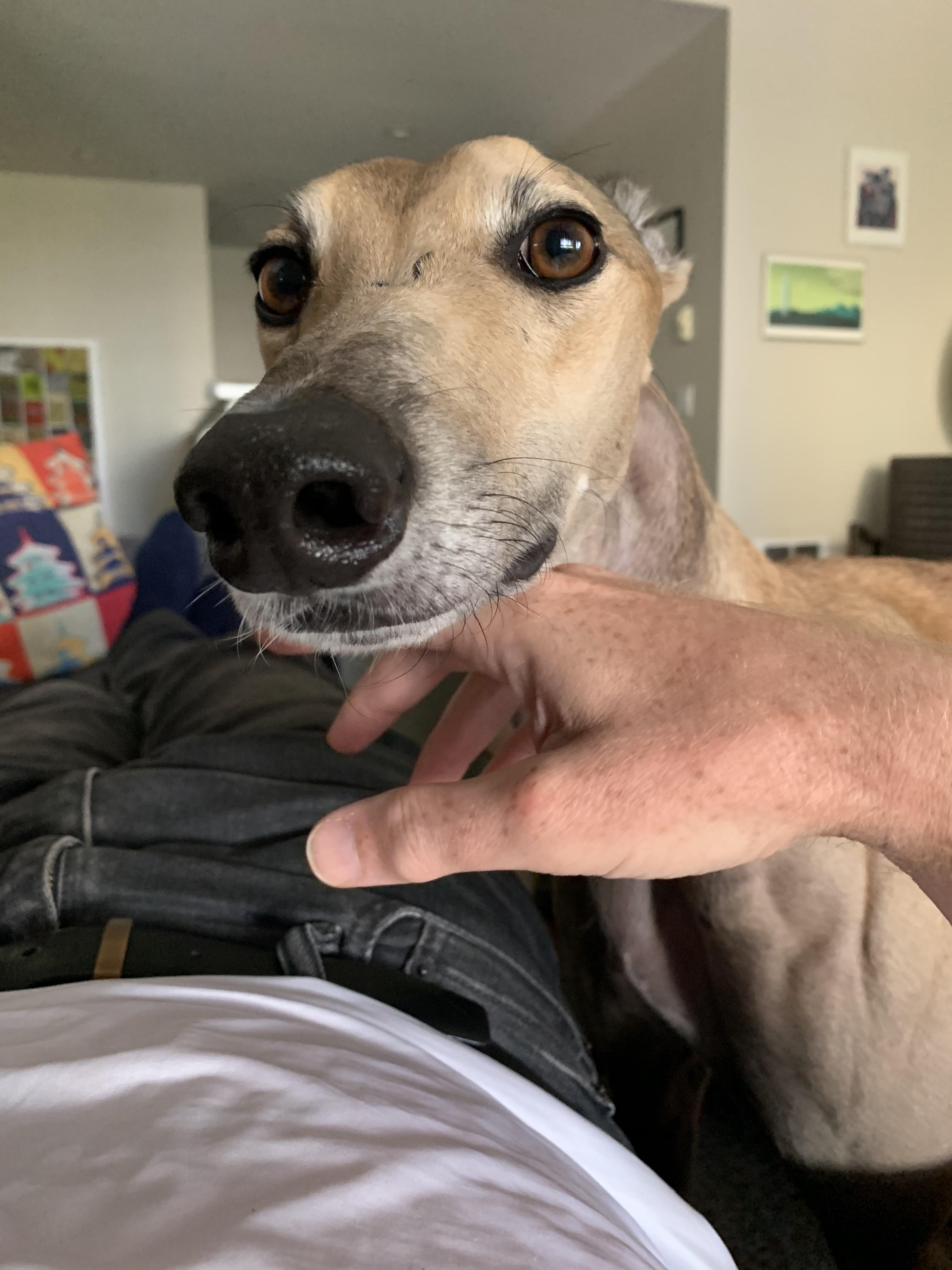 Hello Reddit, have you ever had a greyhound stare right into your eyes