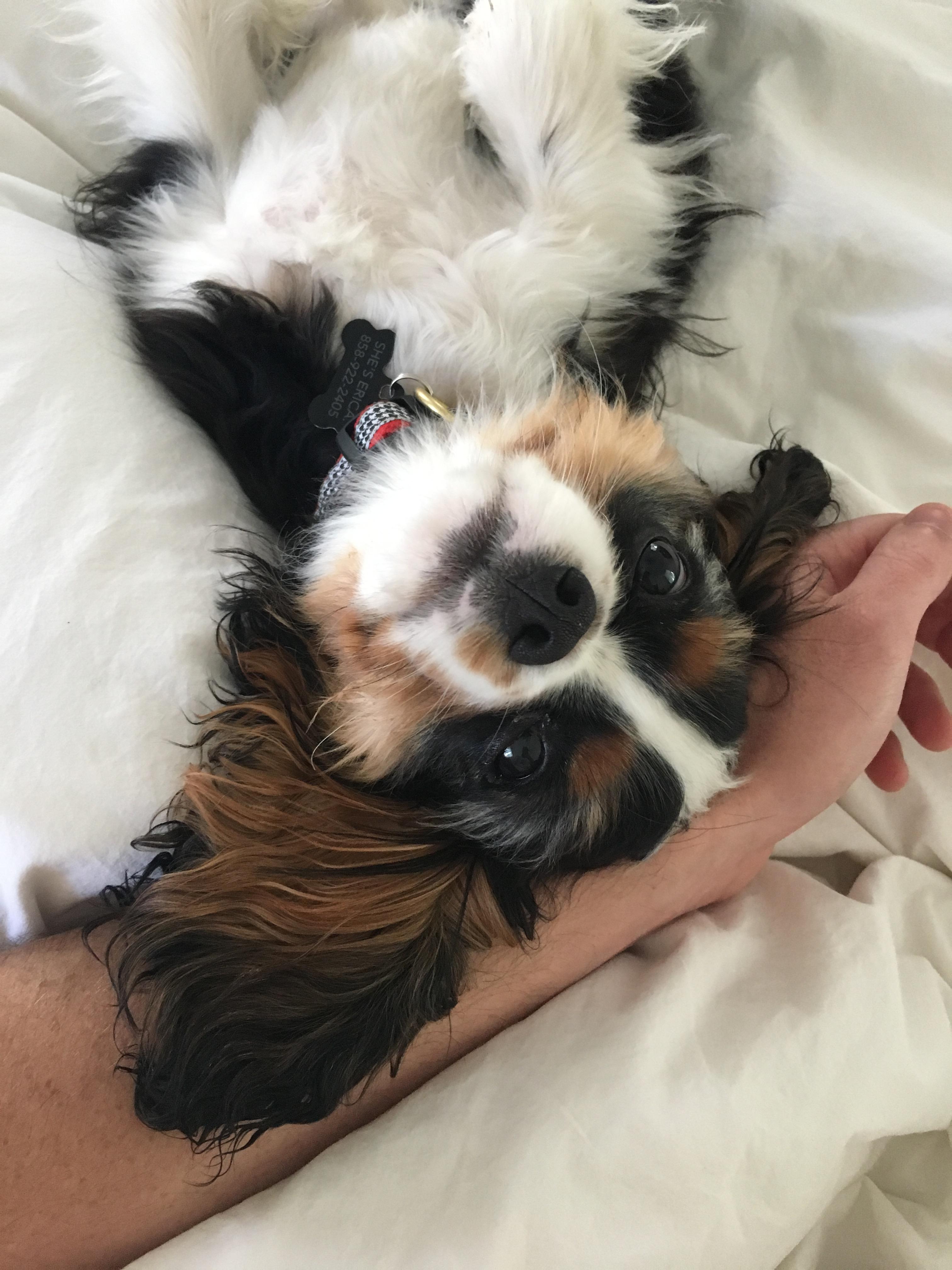 His Favorite Way to Sleep r/cavaliers