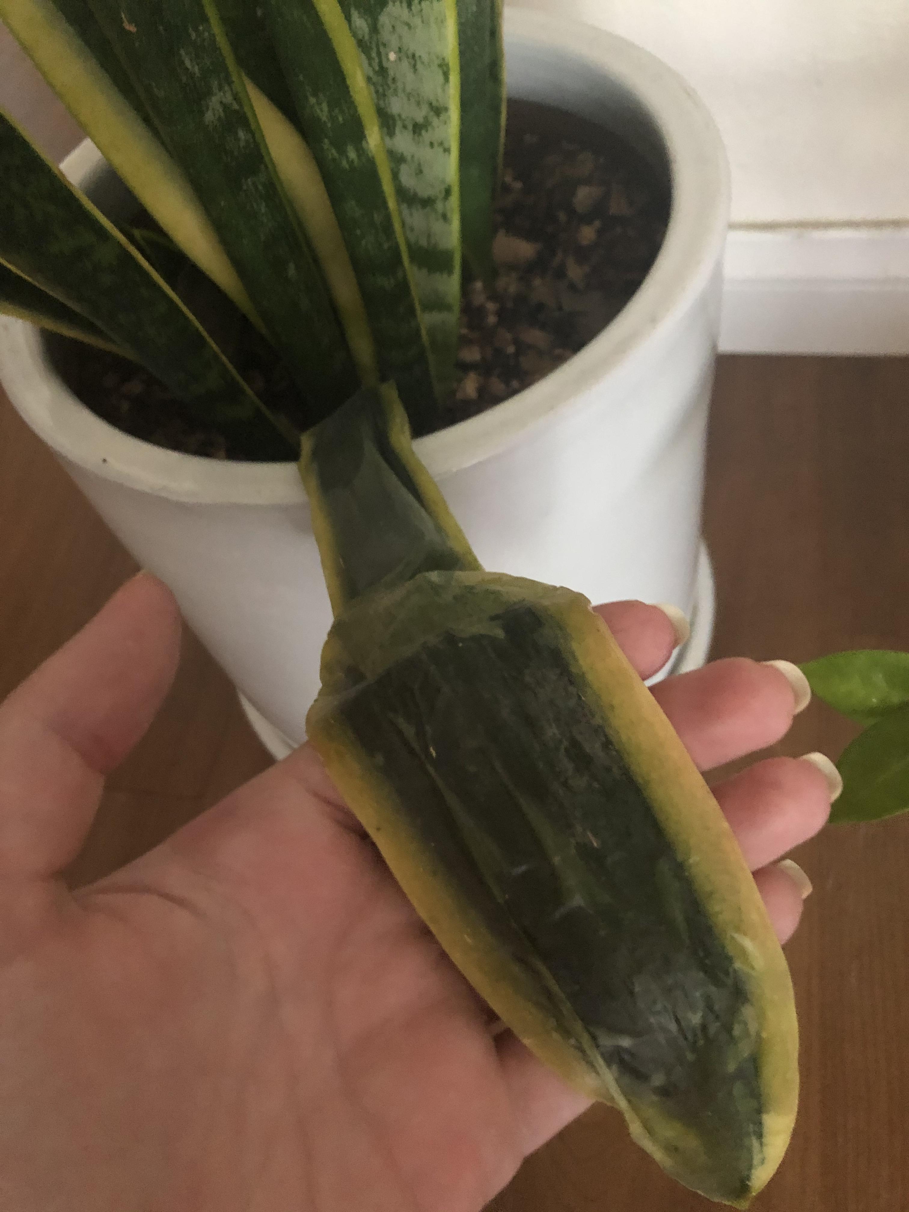 I dare you to not diagnose this as root rot plantclinic