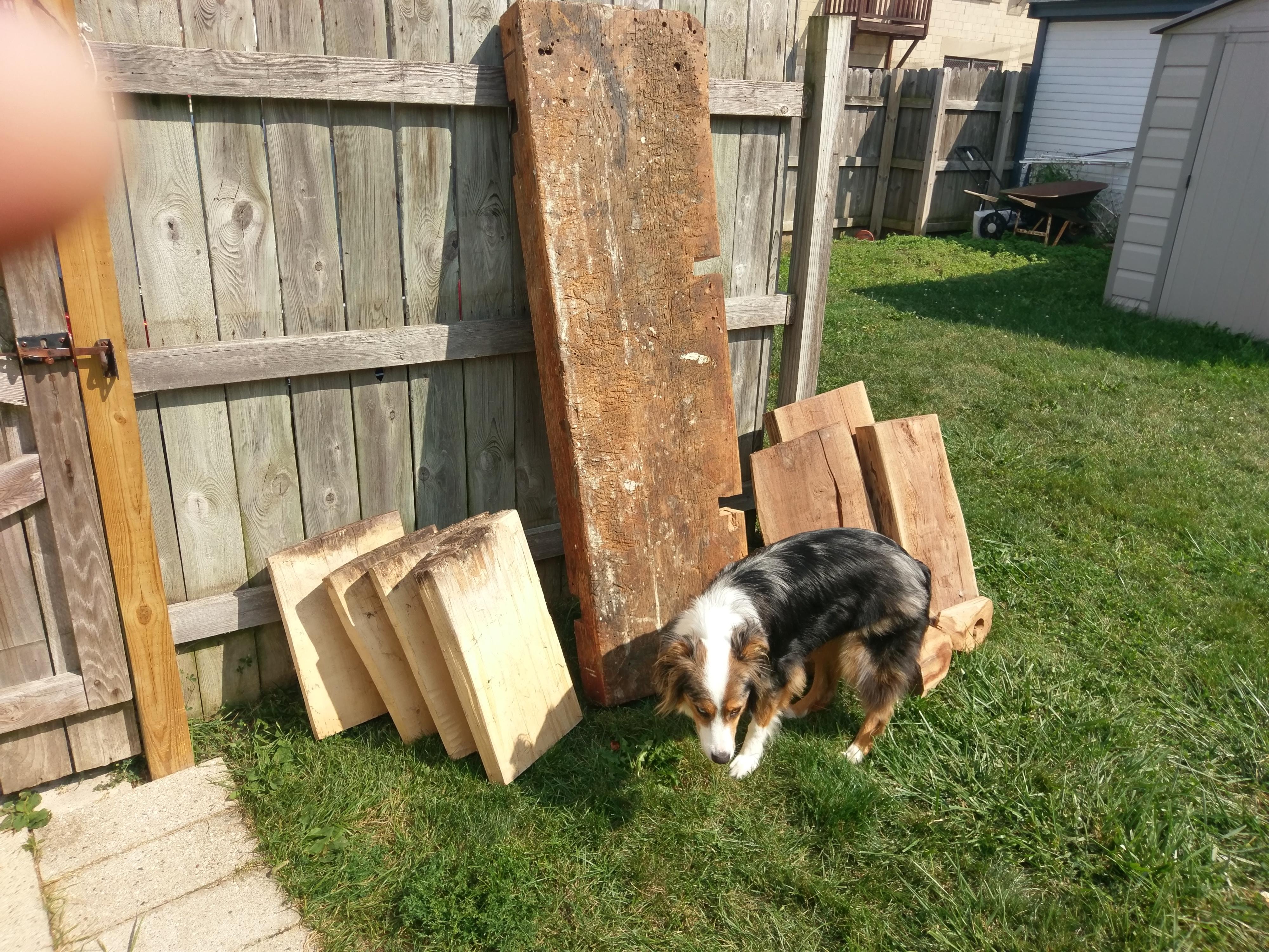 Today's lumber haul, walnut and Cyprus and dog woodworking