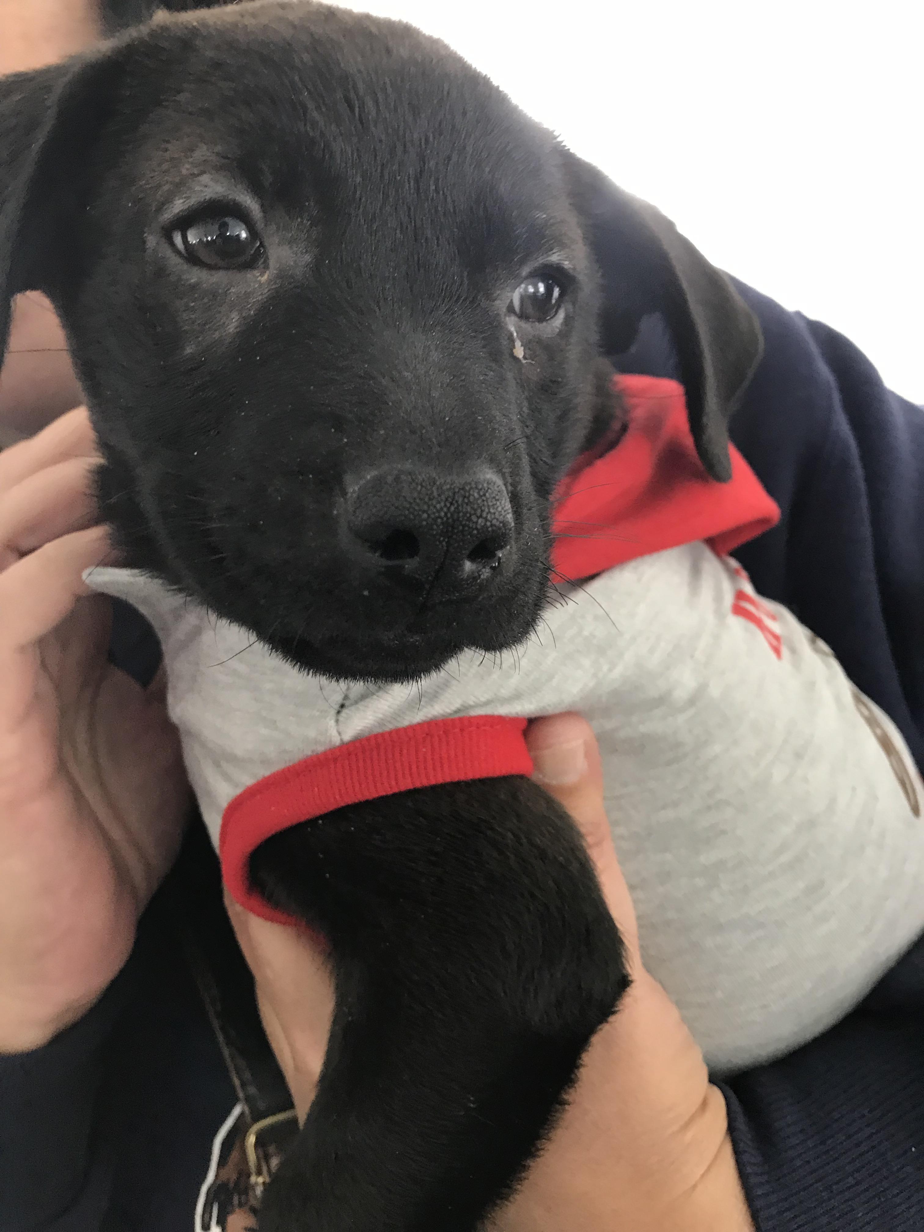 Found this adorable pup today at the PetSmart adoption day! r/aww
