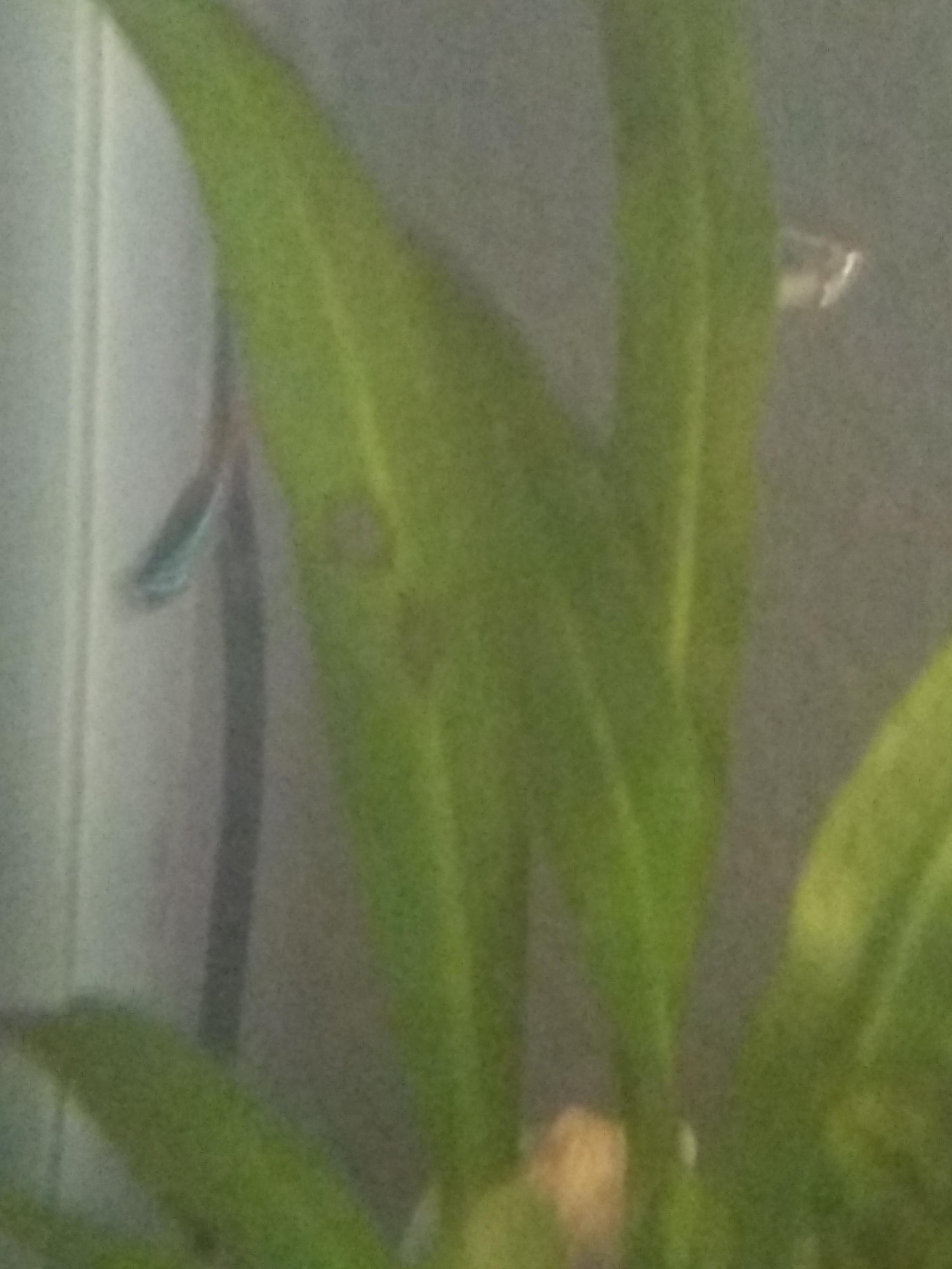 What is wrong with my aquarium plant it has small holes in it and some