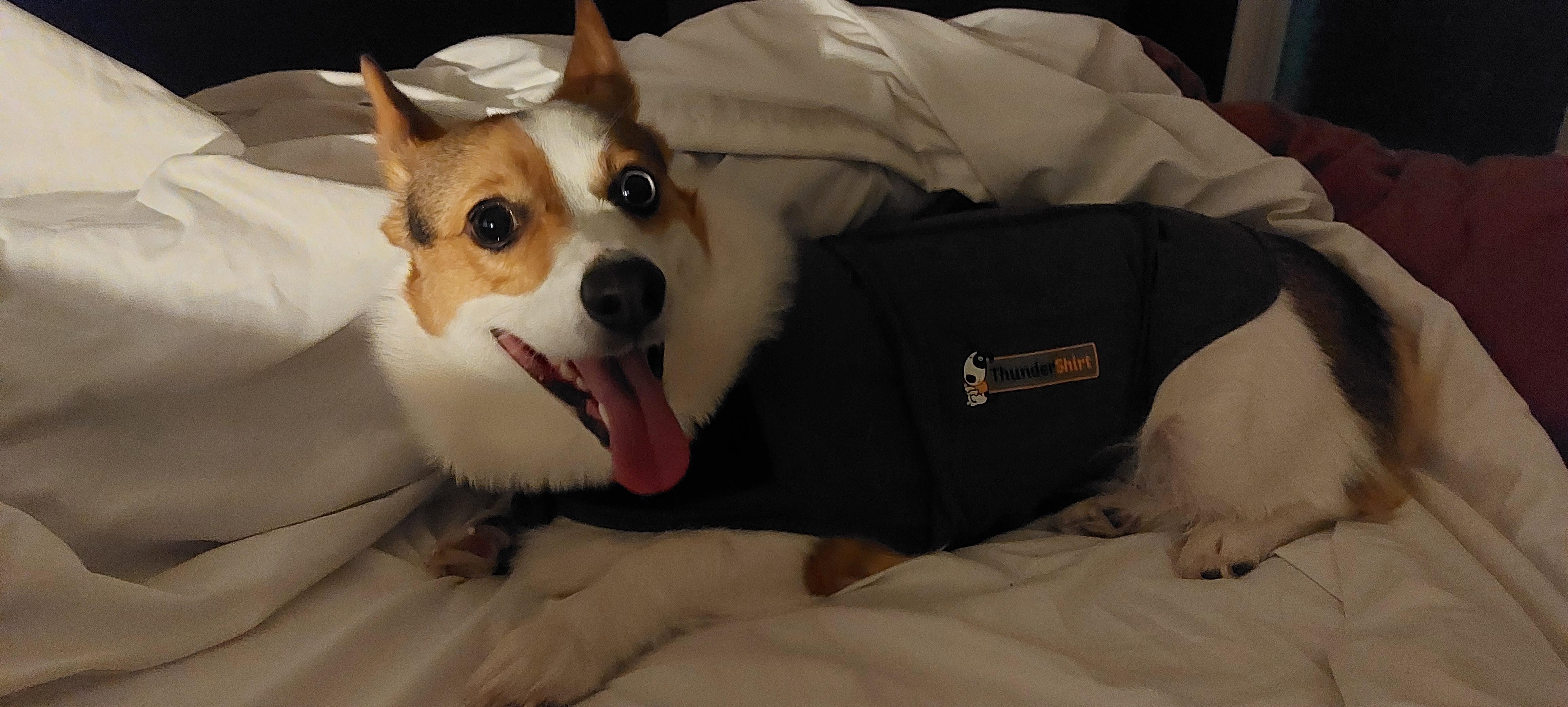 doesn't like storms. So the thundershirt and doggy cbd come out