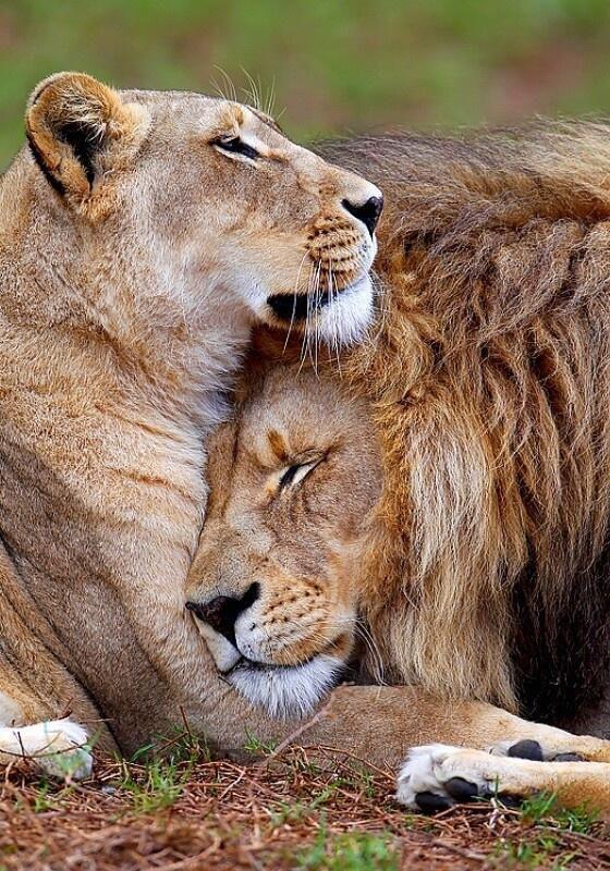 Lion mates; though female and male lions don’t hook up long term (it’s