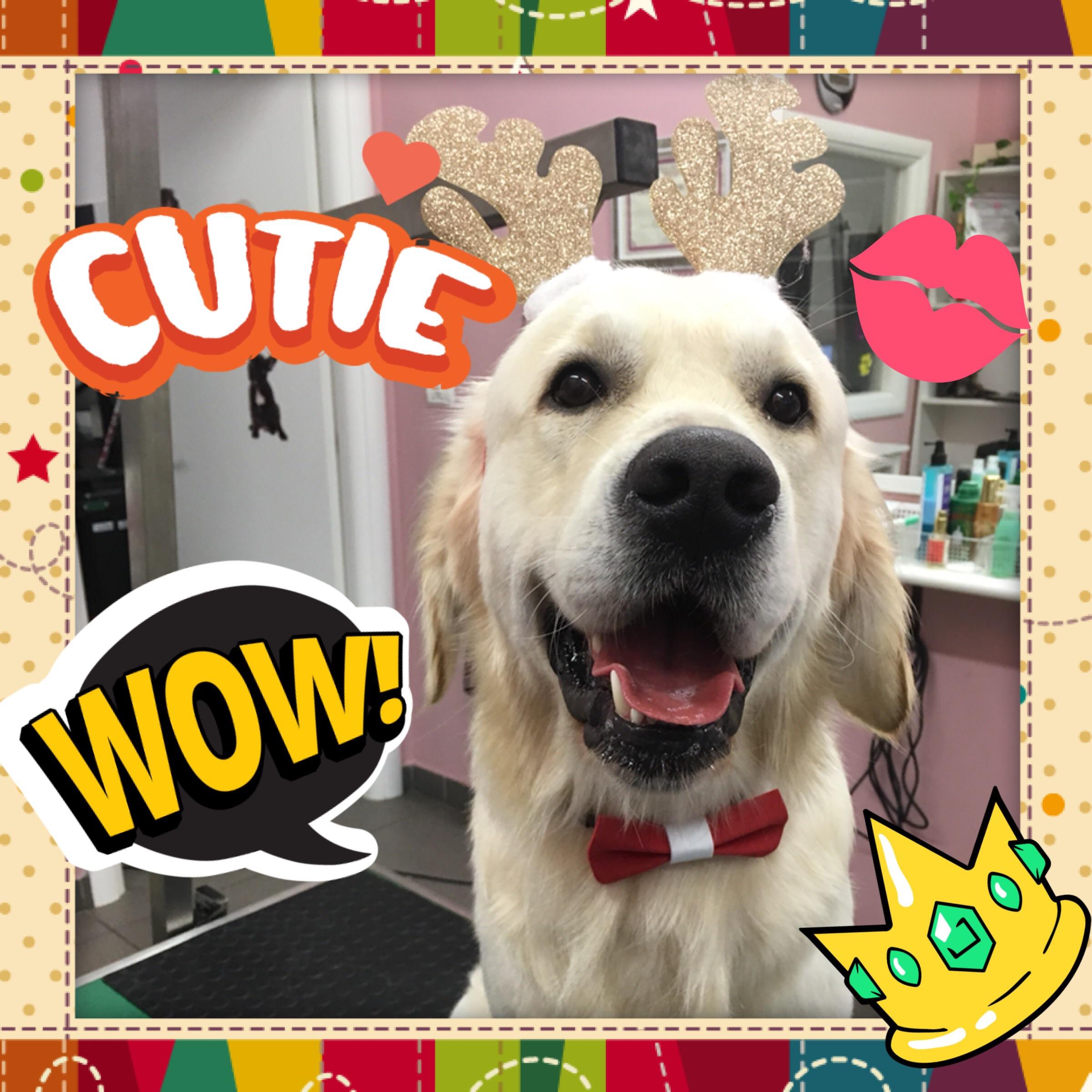 We totally love my pup’s groomer! r/goldenretrievers