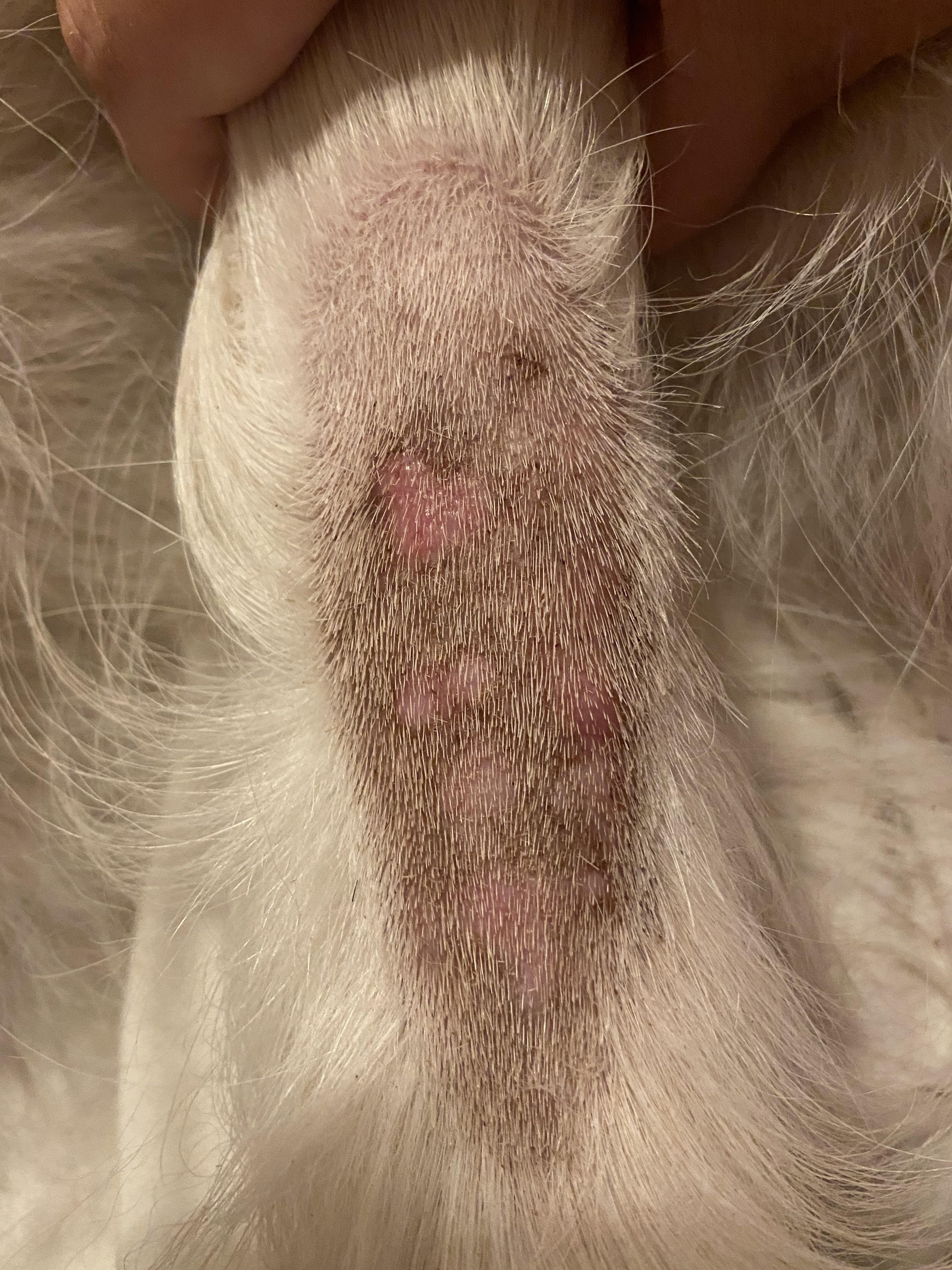 Skin rash on tail r/goldenretrievers