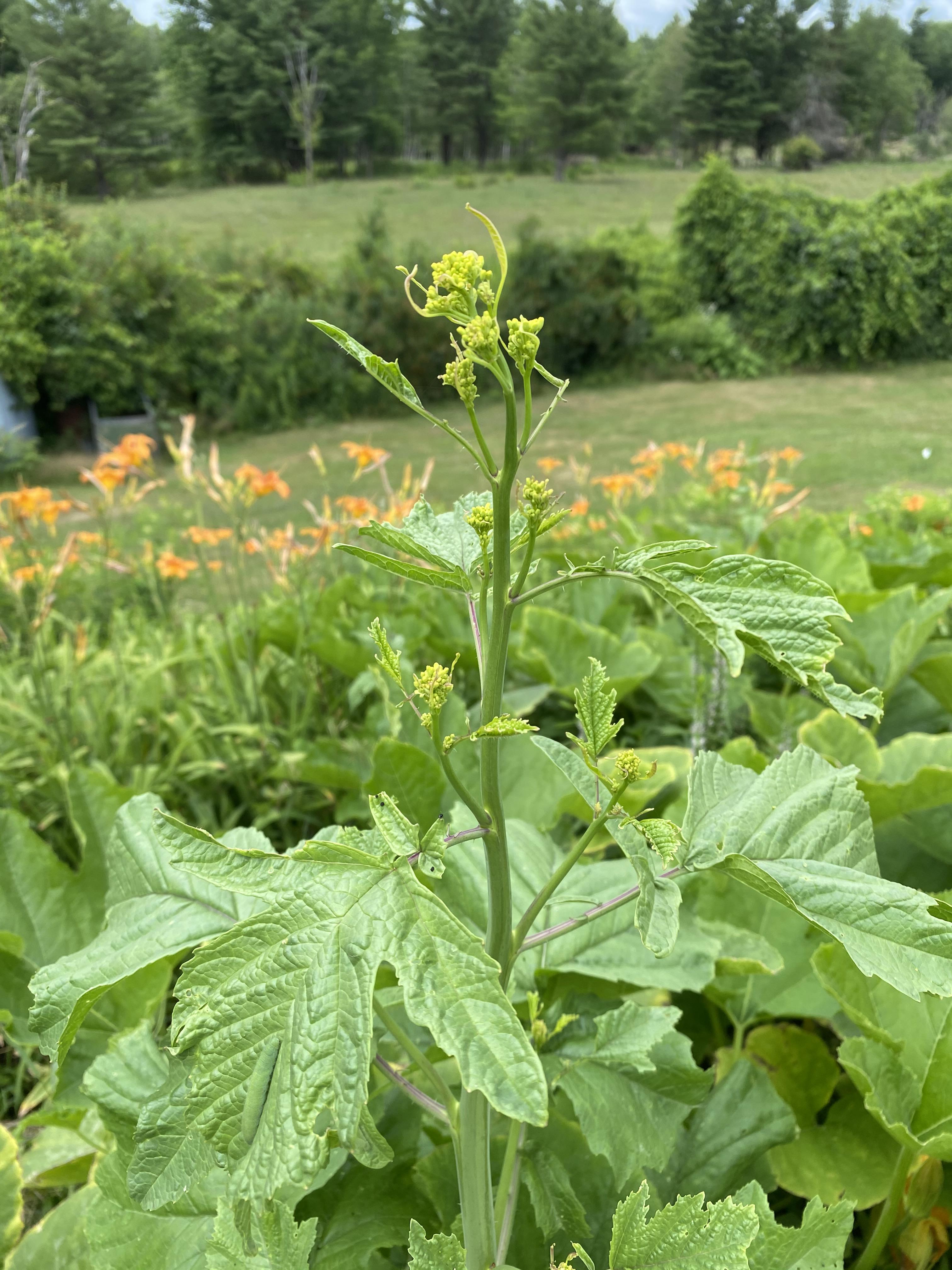 Upstate NY found growing in my pumpkin plants about 4 to 5 feet tall