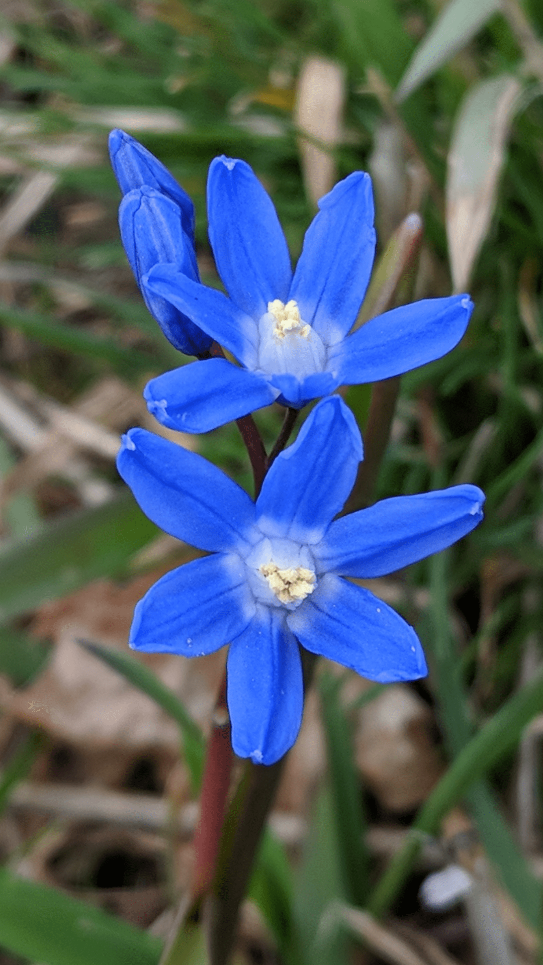 Spring flowers zone 6a. Maybe in the Amaryllis family? Flowers between