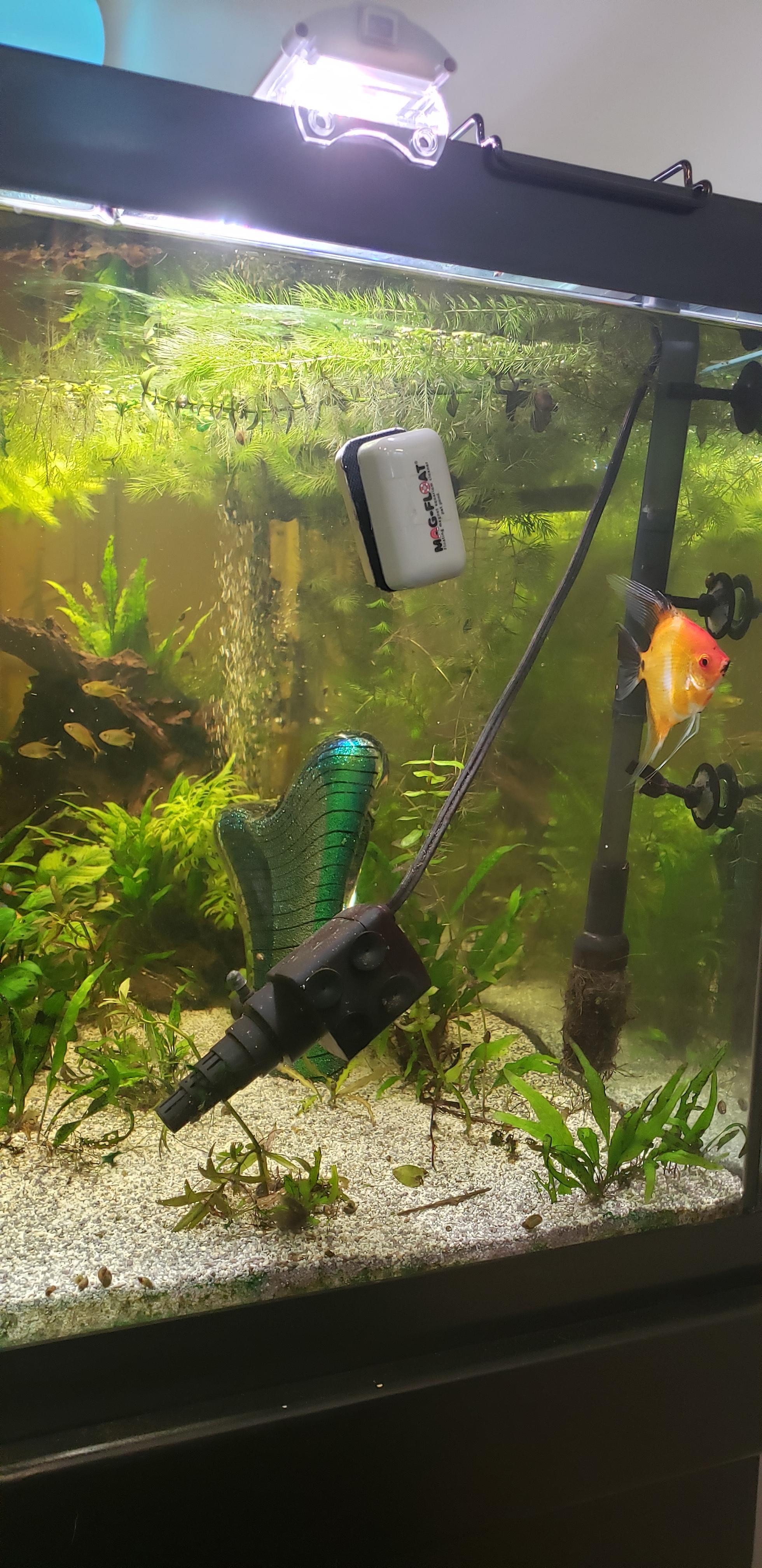 Cyanobacteria, white sand turning gray? r/Aquariums