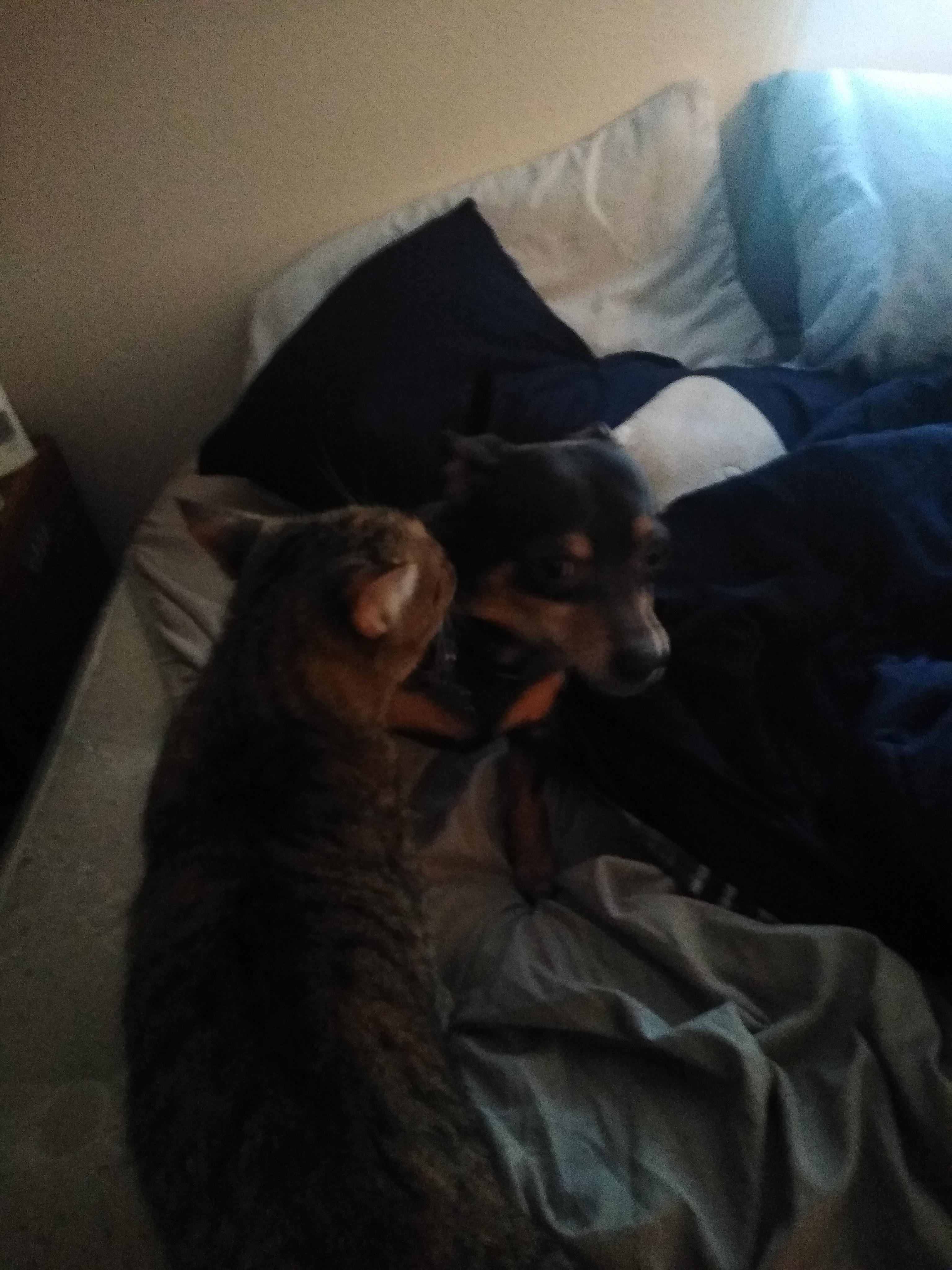 It's blurry, but this is my cat. Biting my dog's cheek.... And just