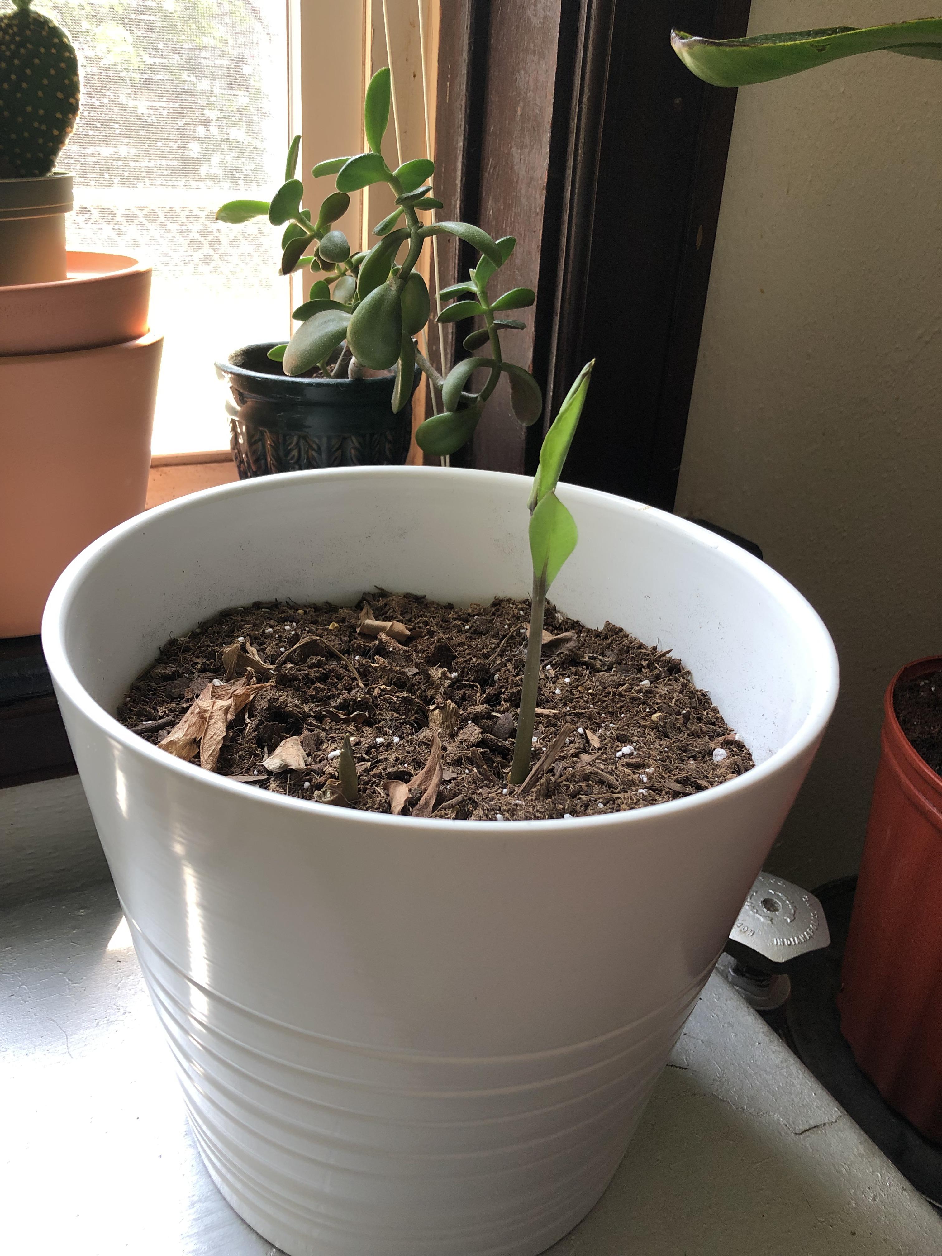 bought a ZZ plant from ikea months ago. overwatered and planted in too