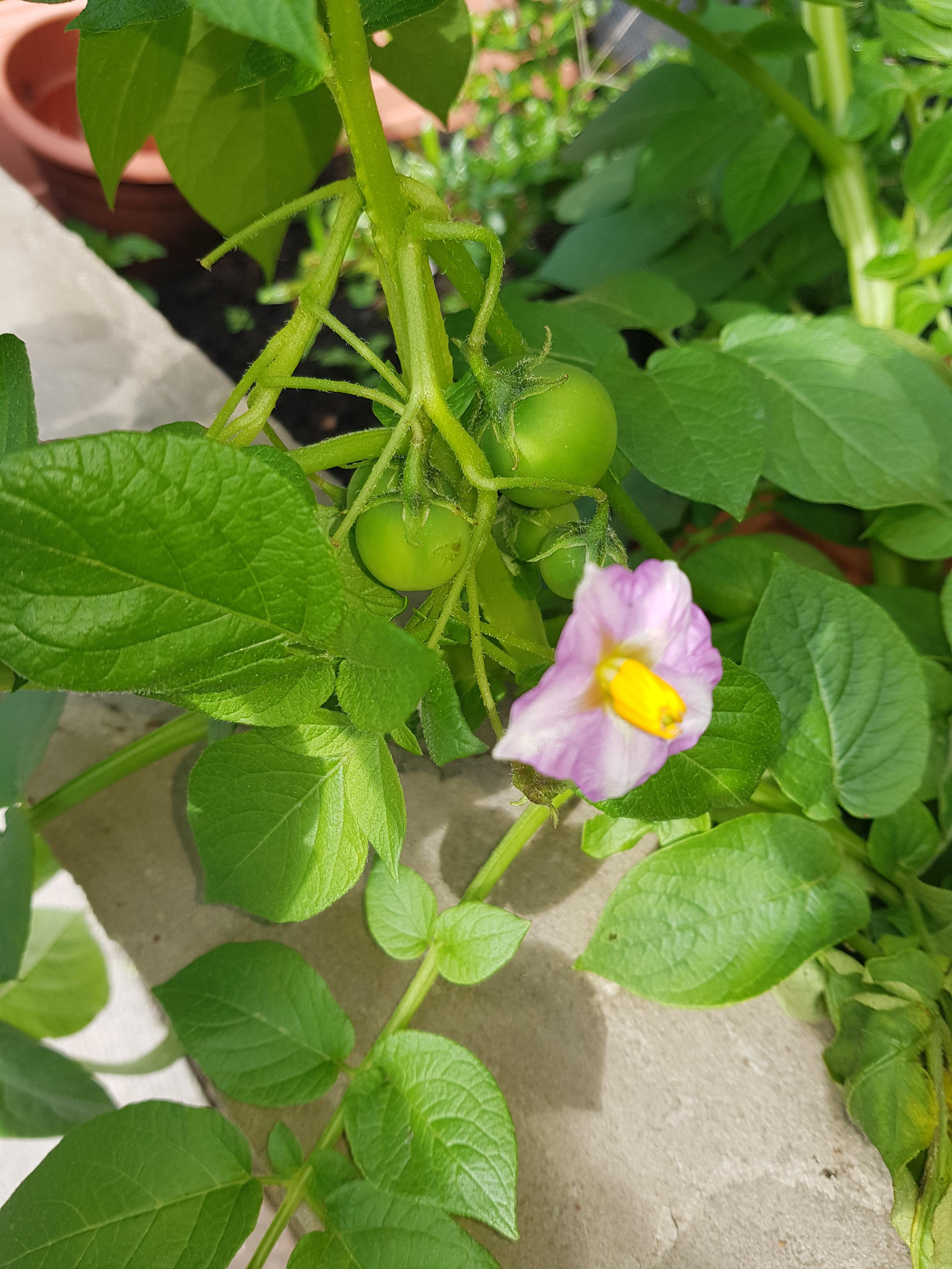 This is my potato plant and these round things are growing on them, anyone know what it is. r