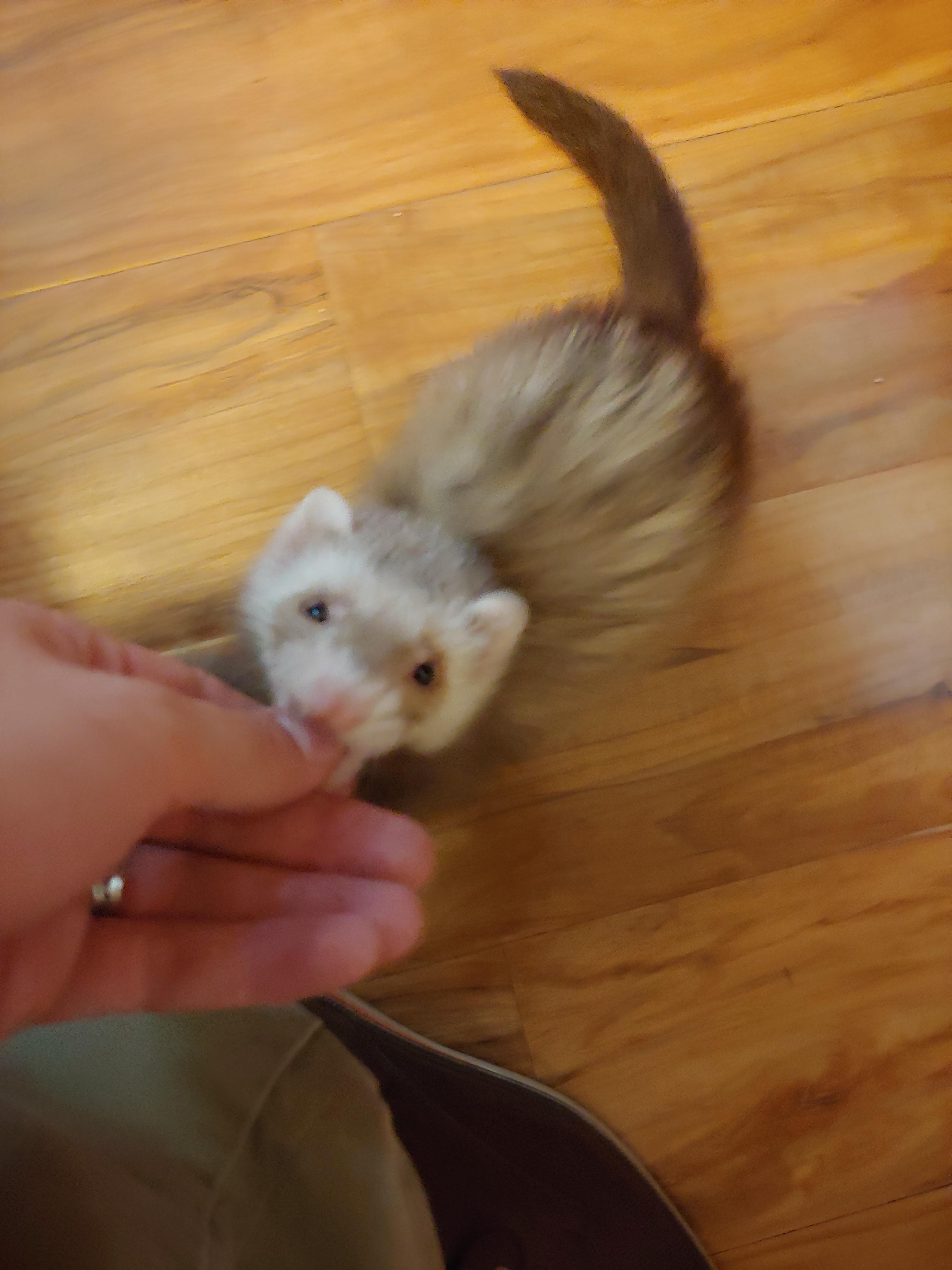 *First he attak then he run away r/ferrets