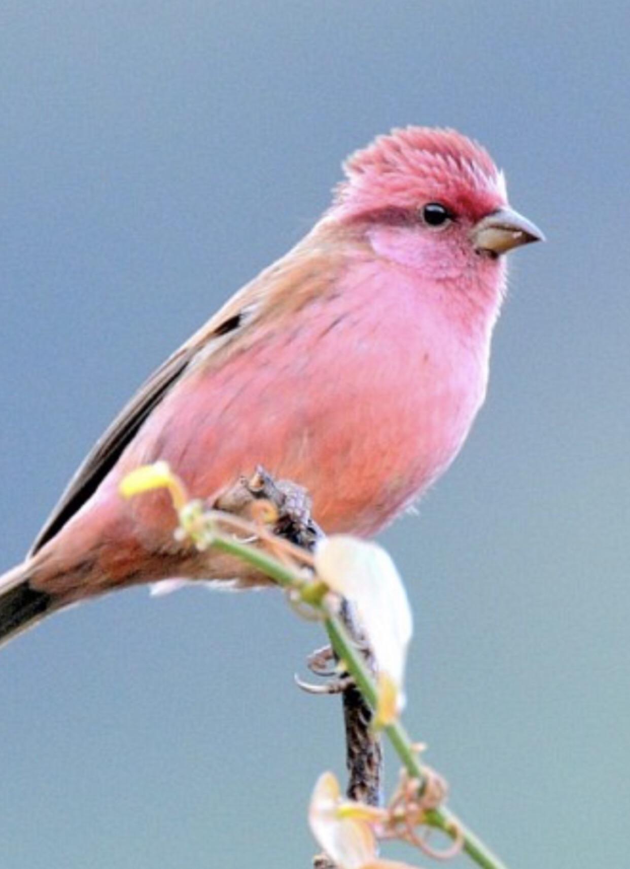 I present to you the rose finch. r/RealLifeShinies