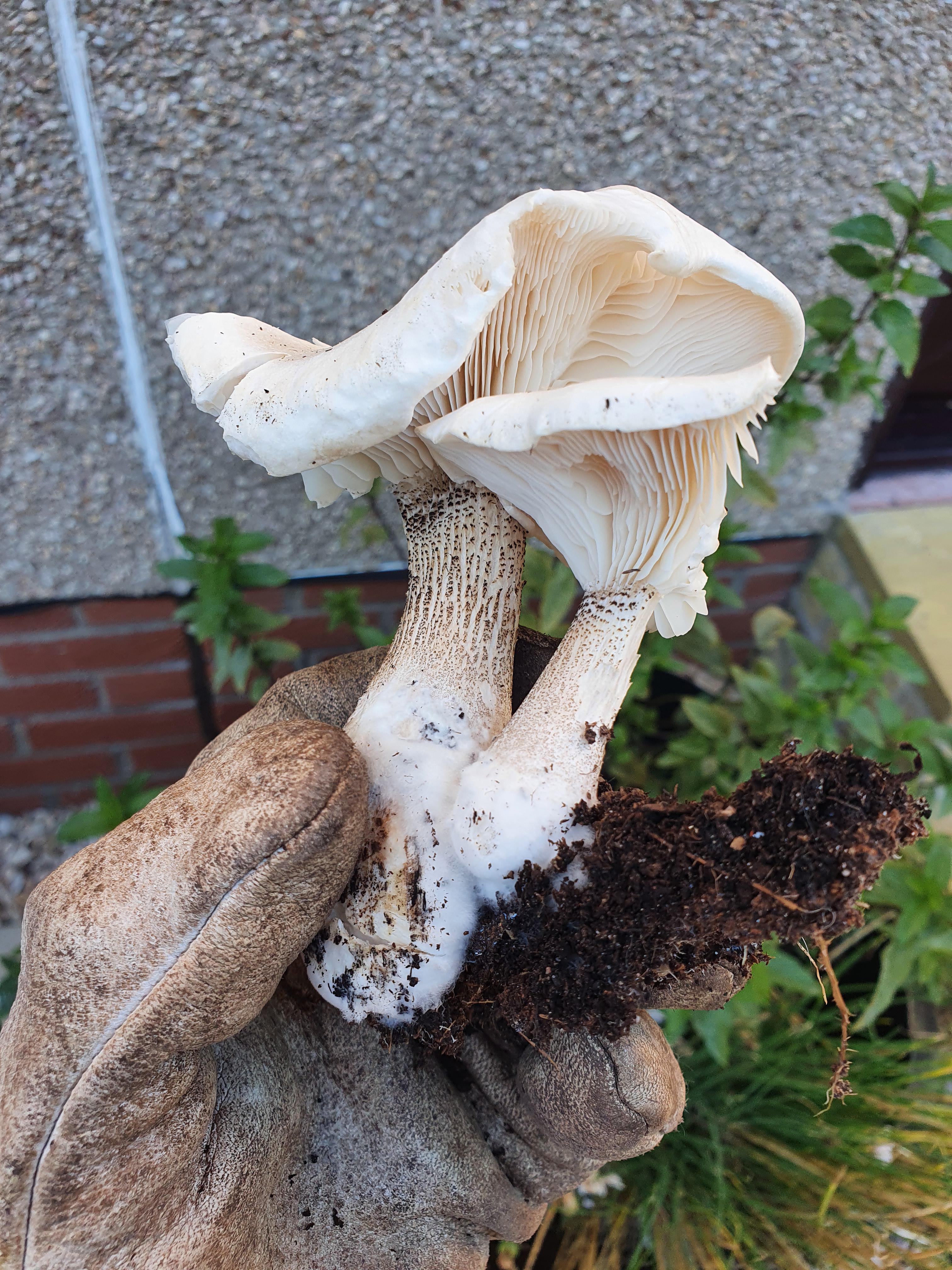 Can anyone identify this mushroom? (UK) Mushrooms