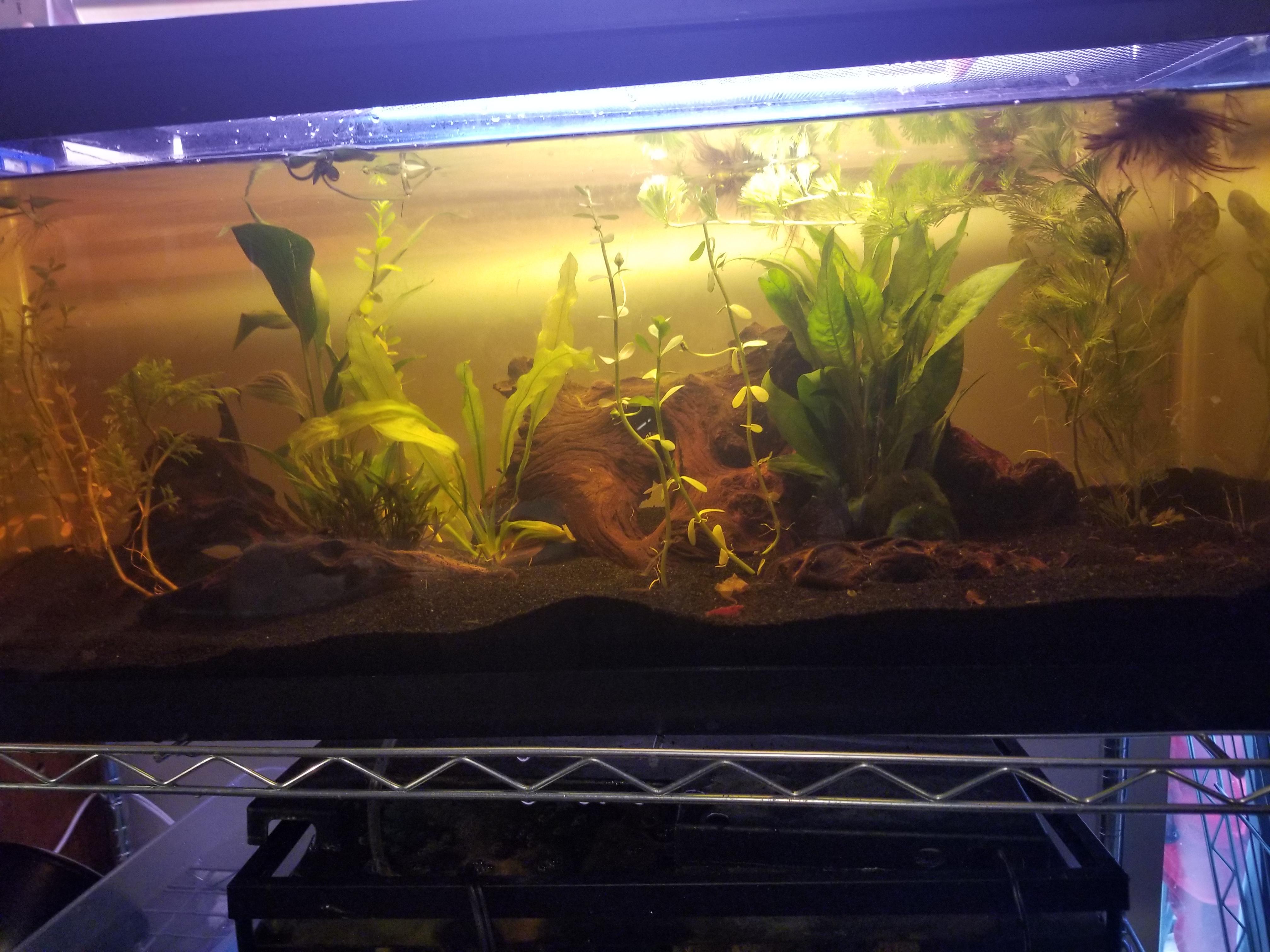 Blackwater tank progress battling hair algae! r/aquarium