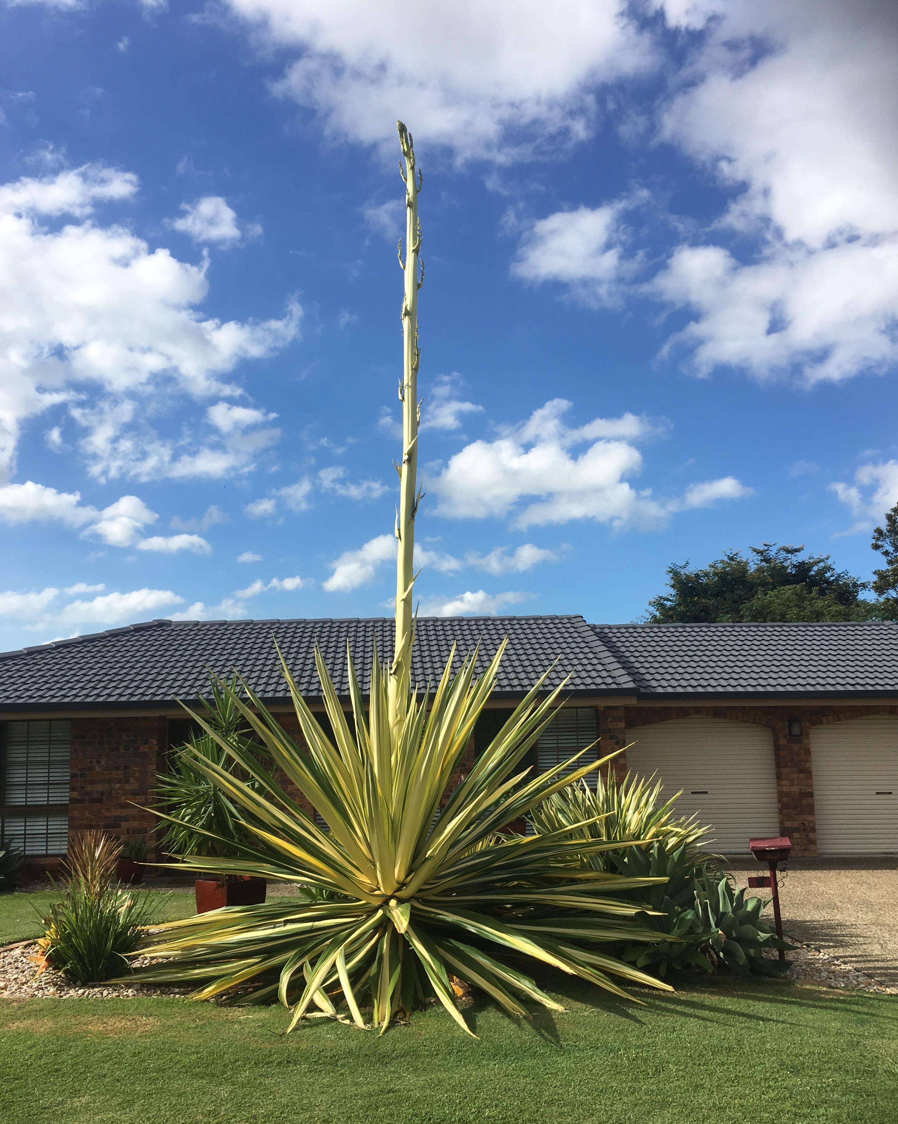 Plants can’t feel pain? They sure as heck can feel pleasure! r/funny