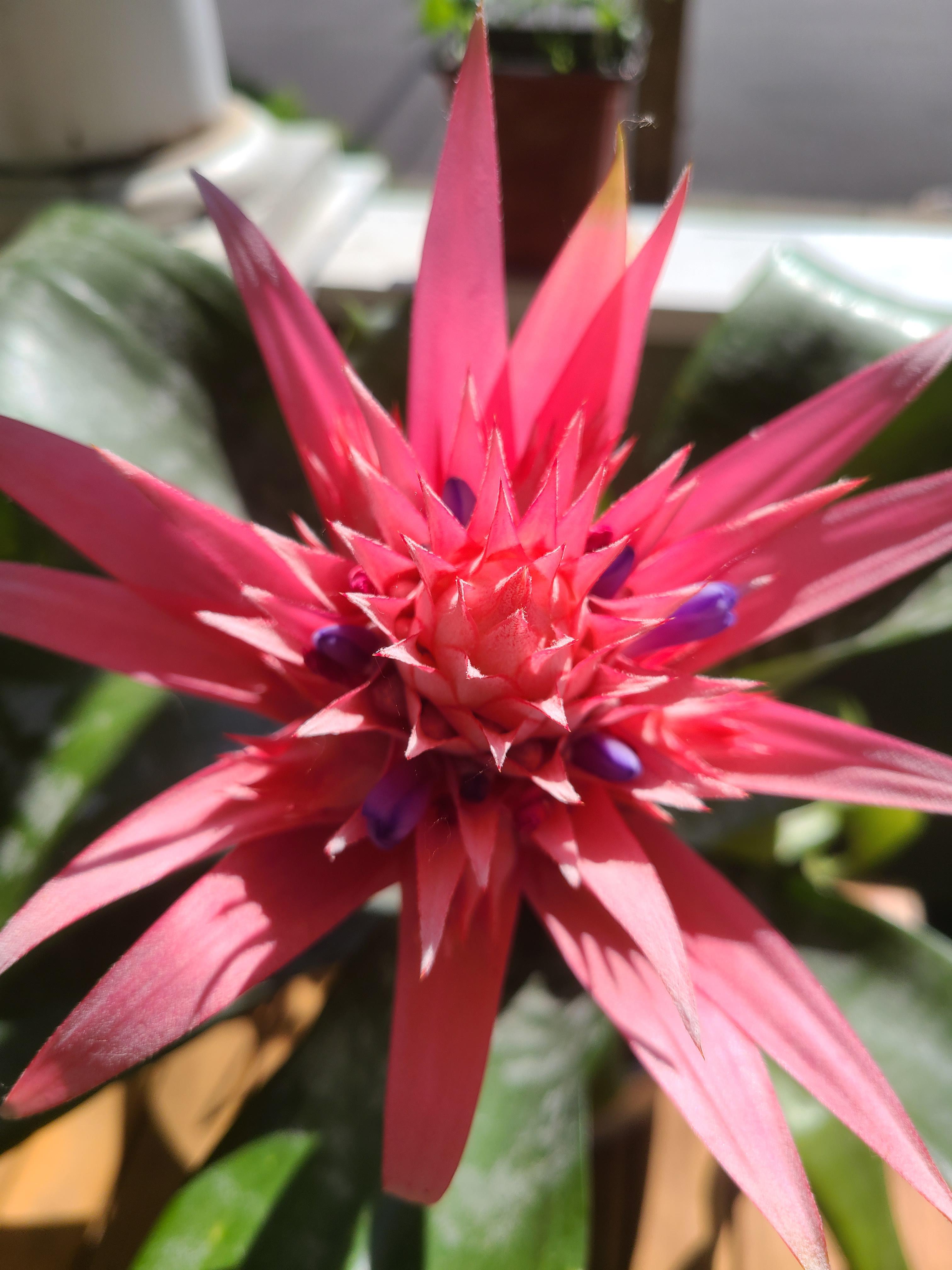 My Bromeliad Silver Vase is starting to bloom! Cat and dog safe. 😊 r