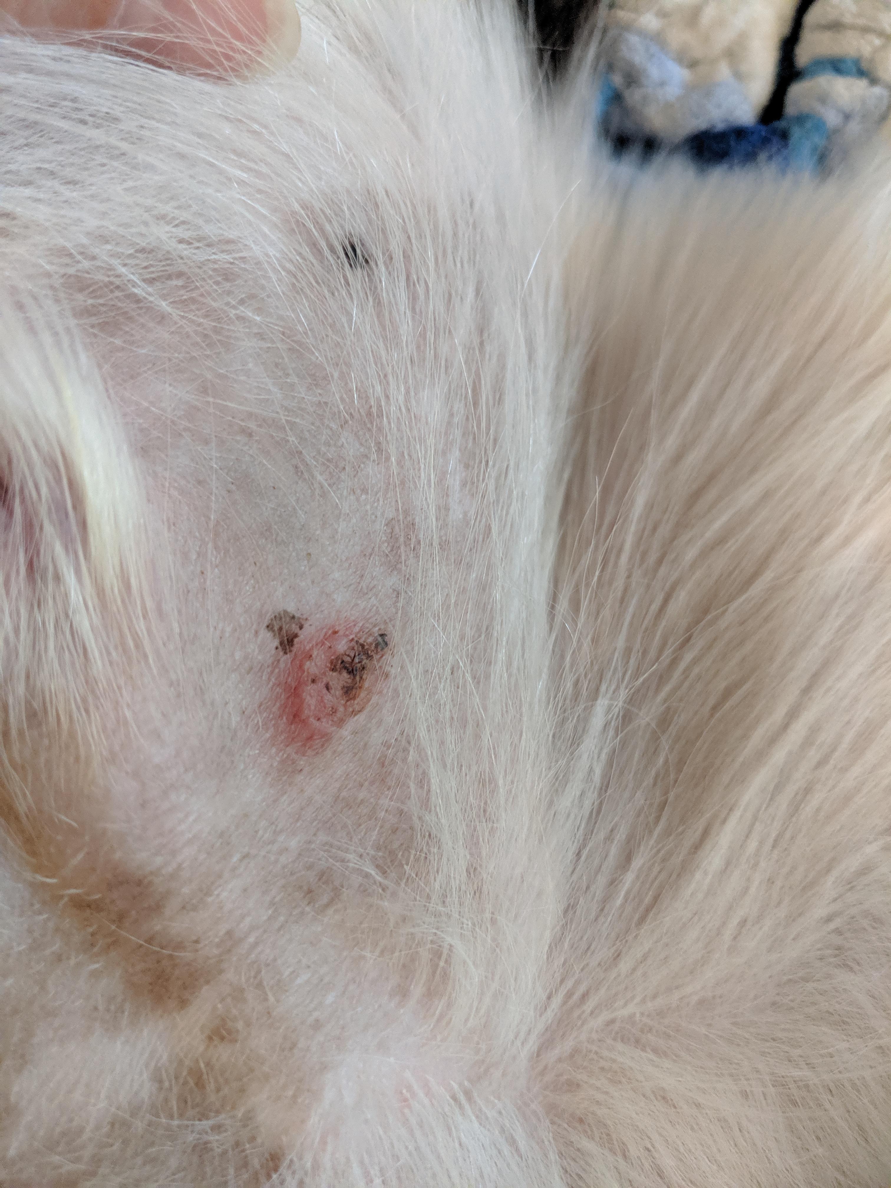 What could this be? It's on my dogs groin area? 8 year old male