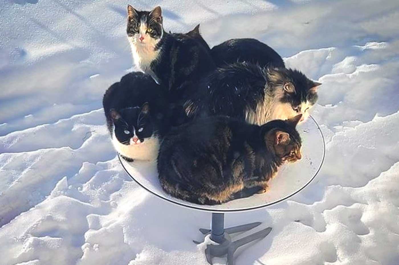 Cats using their if I fits I sits right on spacex's satellite dish
