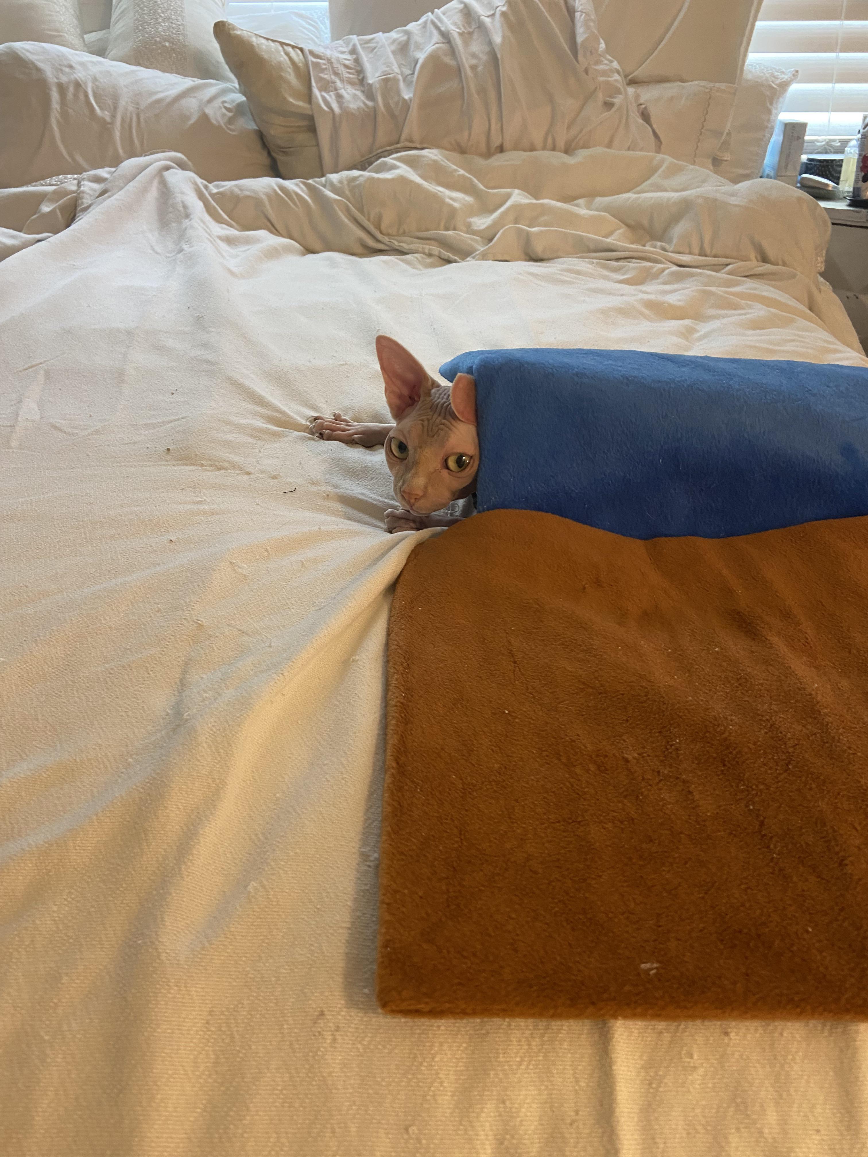 Heating pad anyone? r/sphynx