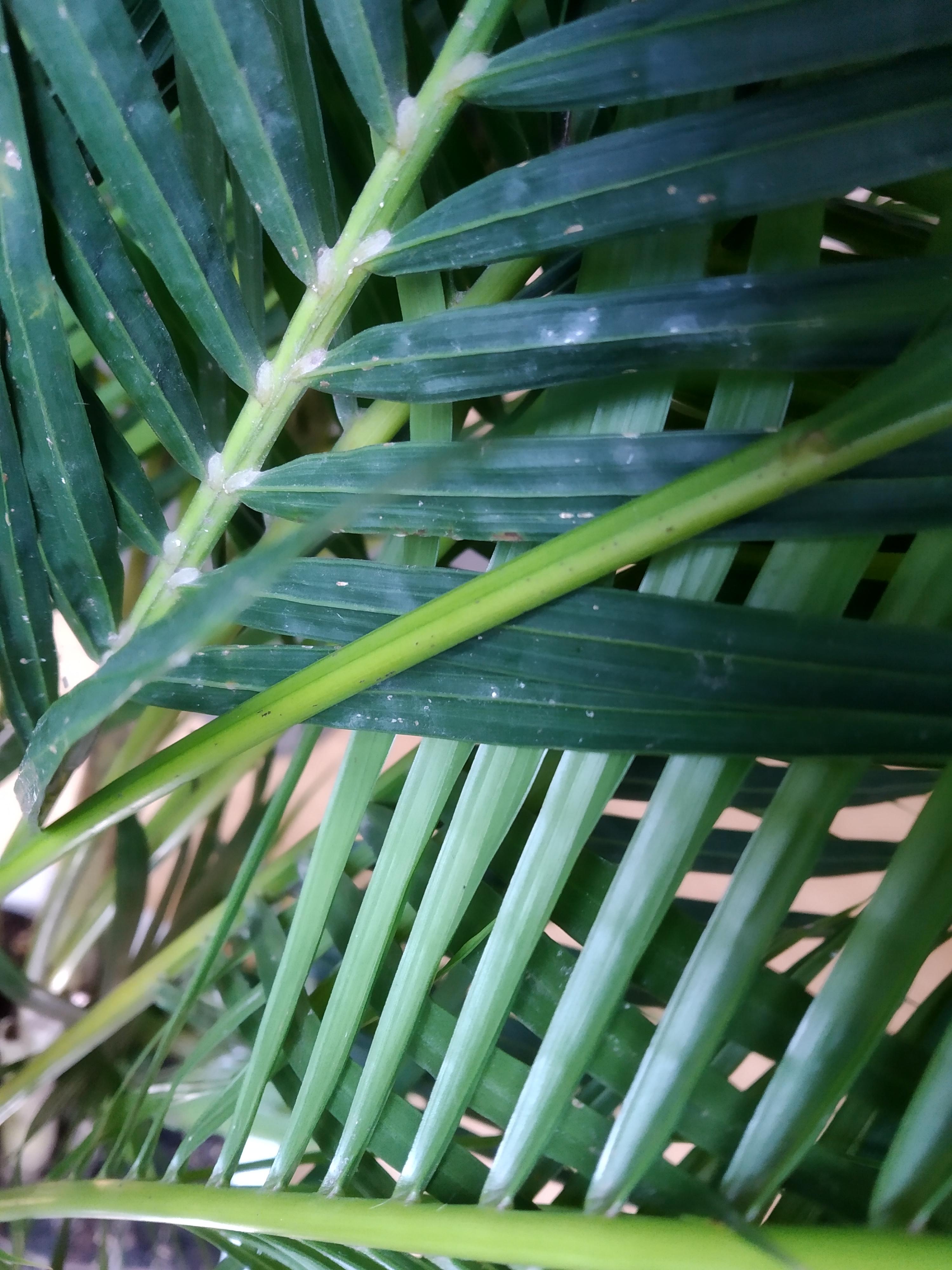 White fungus on Areca Palm plantclinic