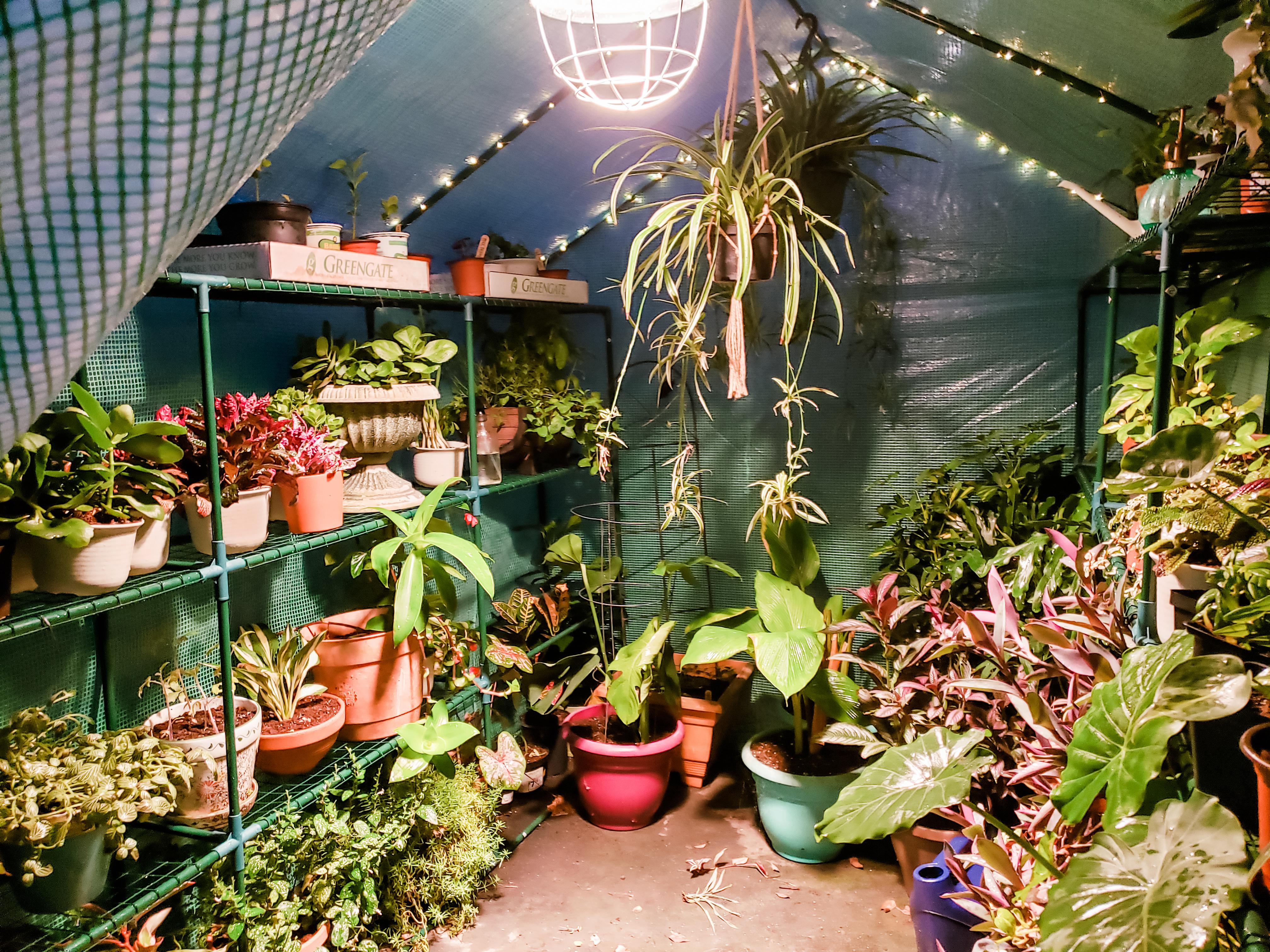 My greenhouse got a heat lamp tonight. Prepping for some freezing