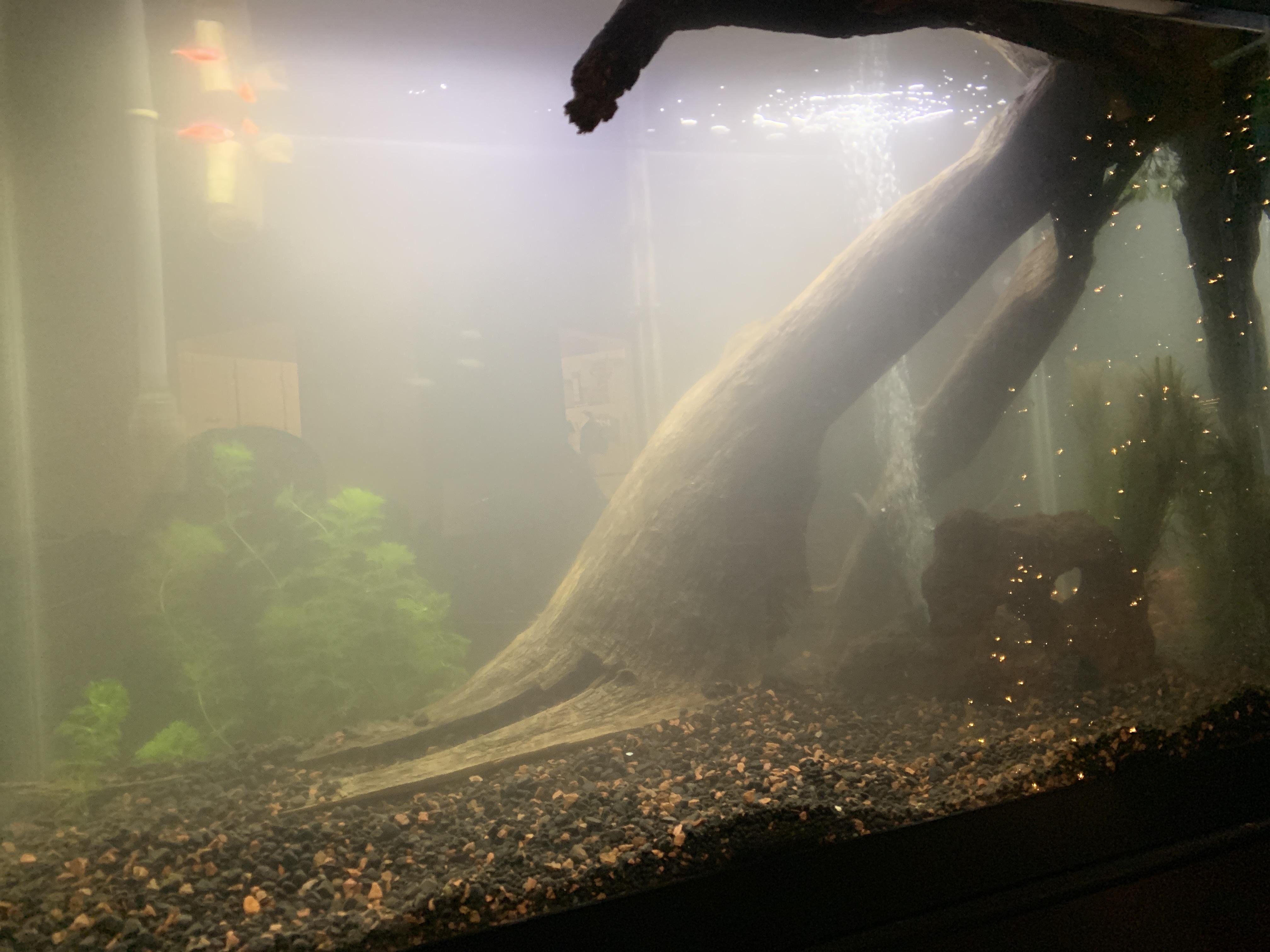 Pardon the merkyness I just descaled stupid clay substrate there is