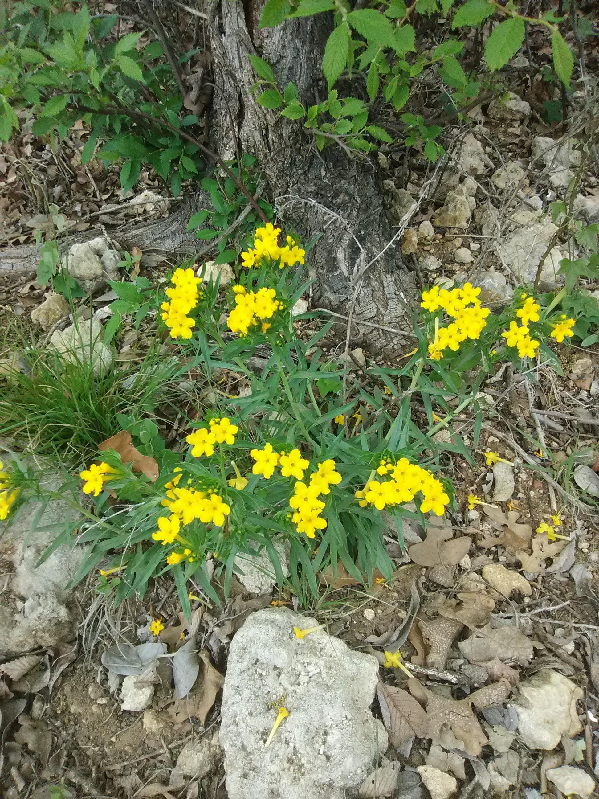 Zone 8a Texas. Found this yellow flower under the shade of a small elm