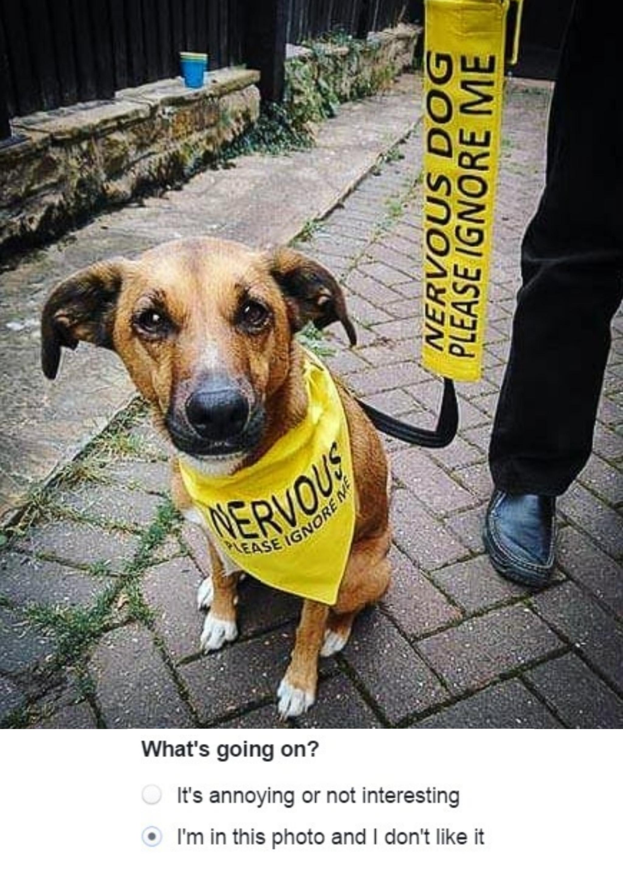 Nervous Dog Collar Meme