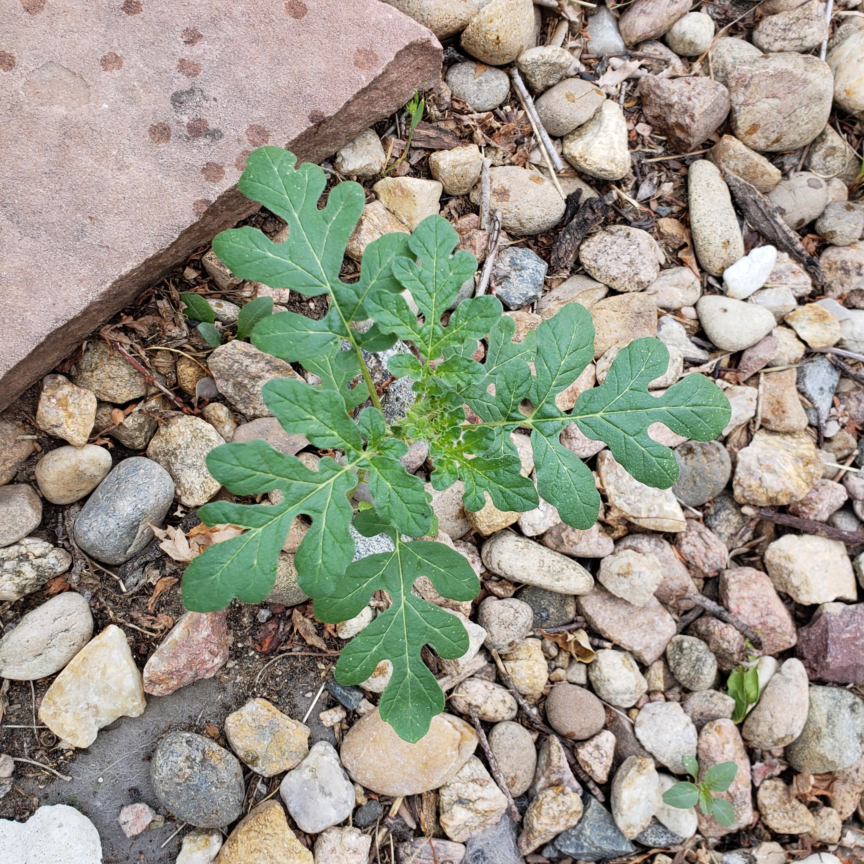 Oak leaves with thorns reaching for the sun in Denver, Colorado does